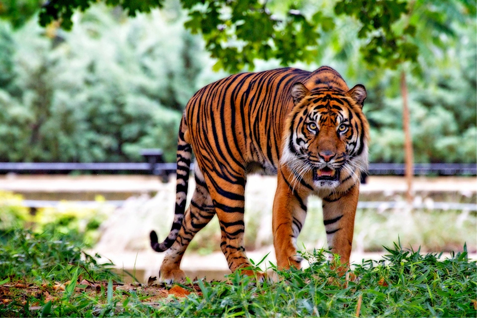 Animal tiger Image