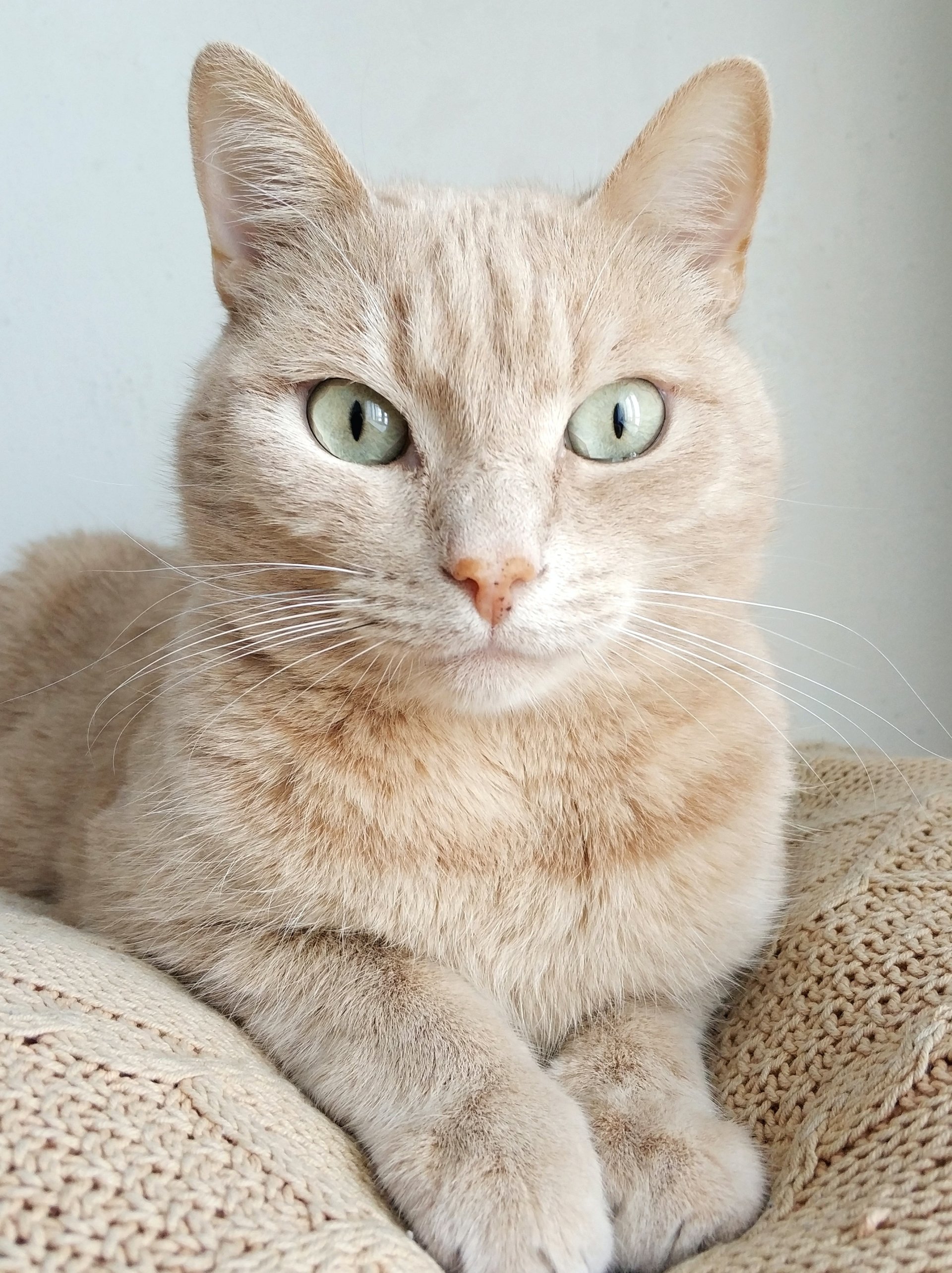 cute Animal cat cute cat Image