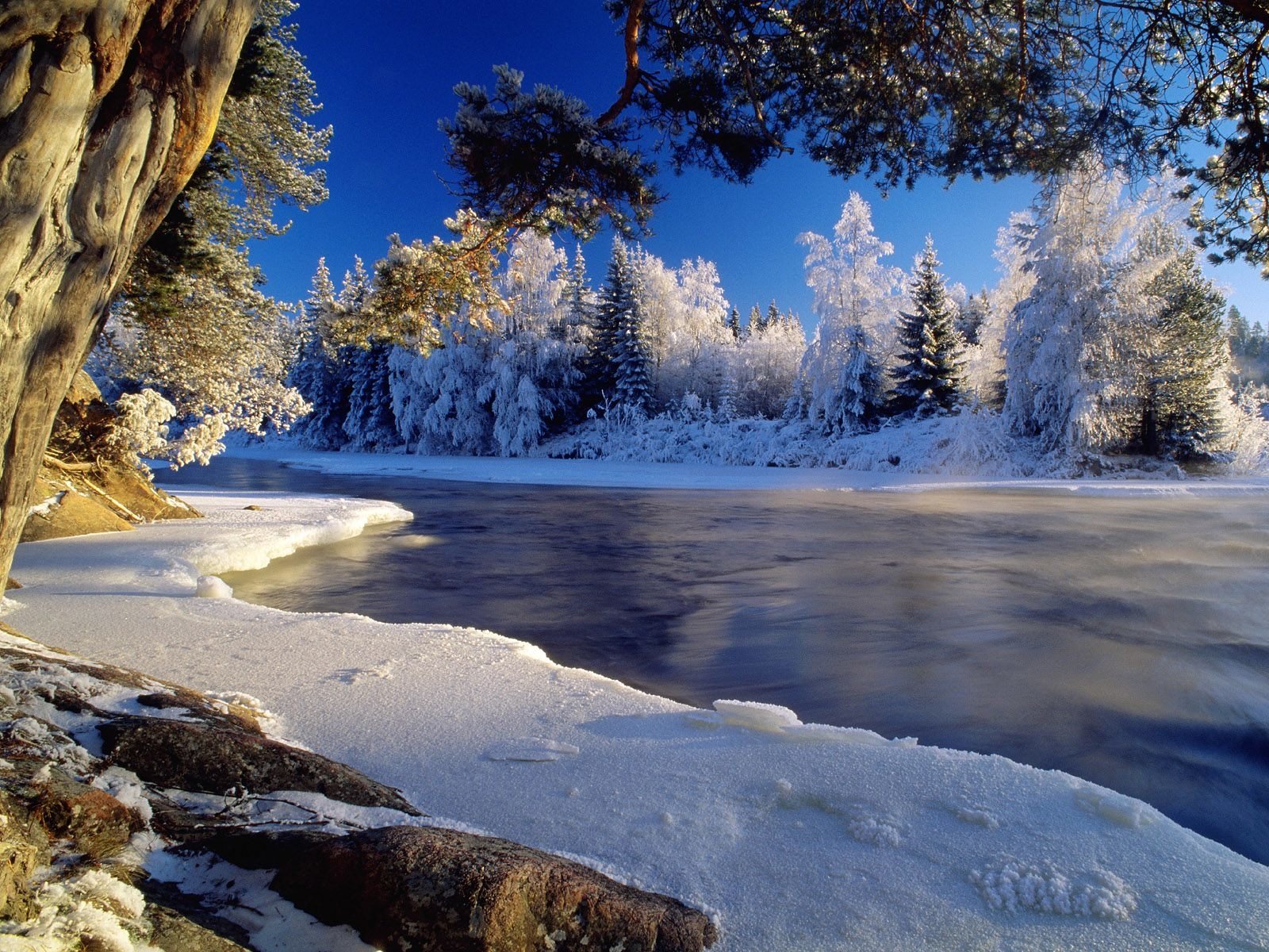 A serene winter scene with a frozen river surrounded by trees dusted in snow, capturing the tranquil beauty of nature in a snowy landscape.