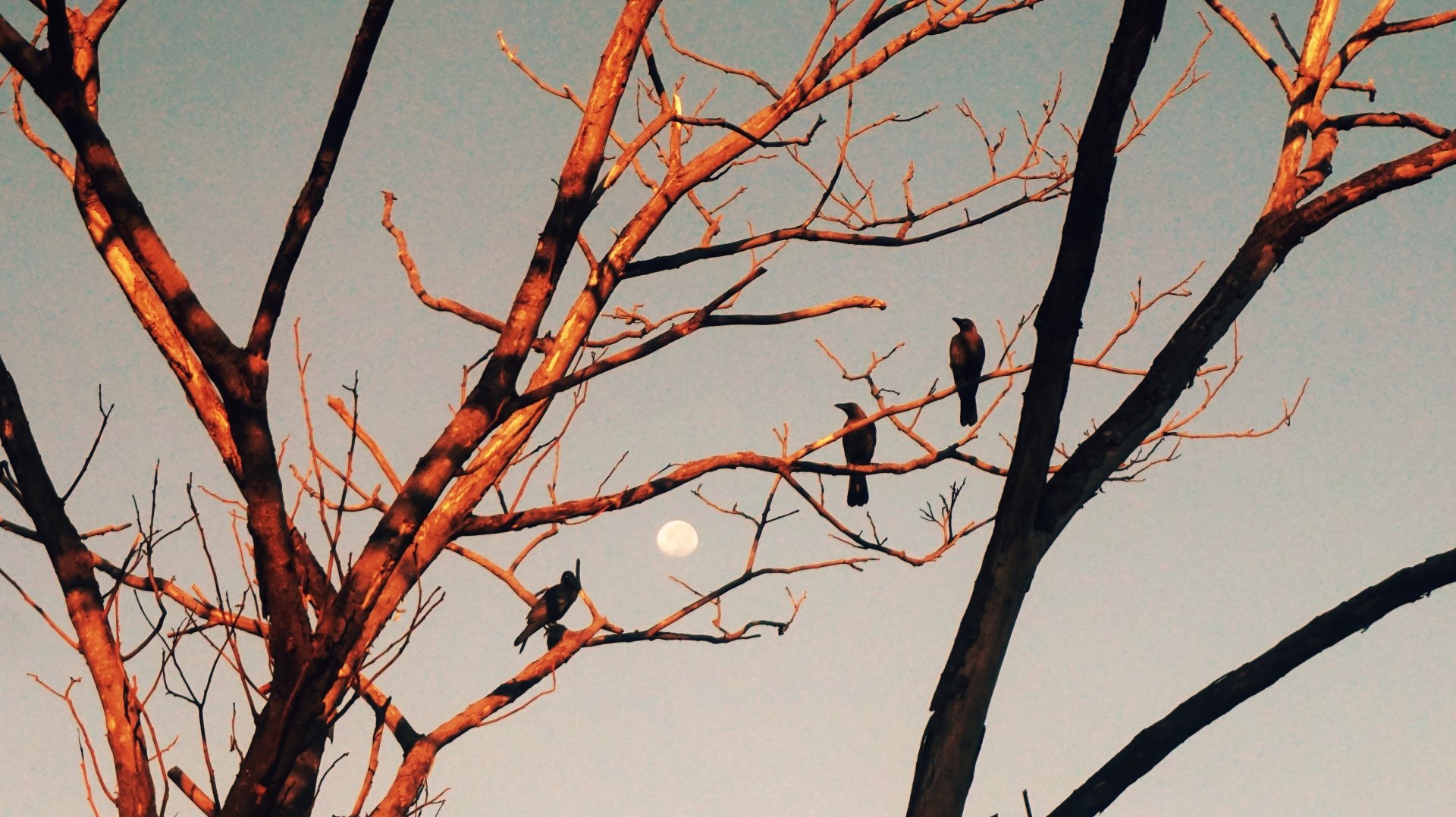  COLOURS OF THE NIGHT