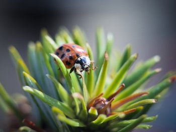 Preview Image 353980