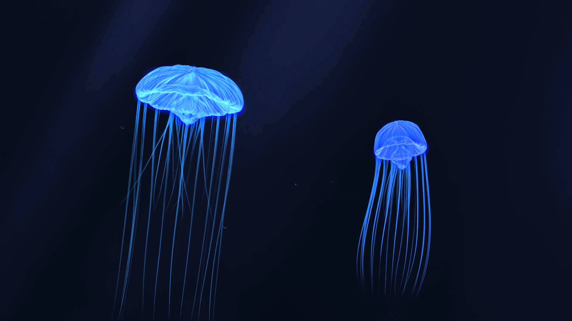 Jellyfish64's