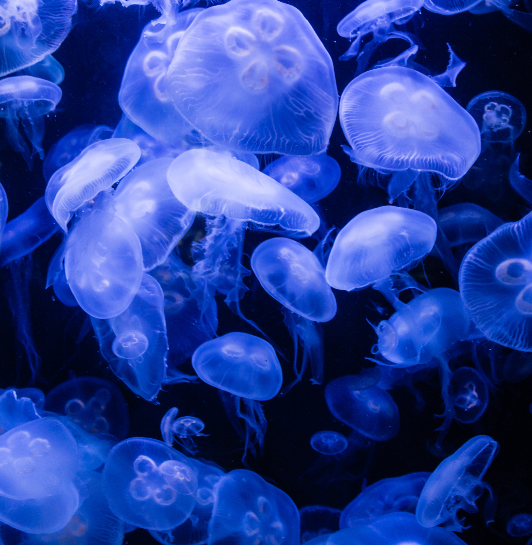 Download Animal Jellyfish Image