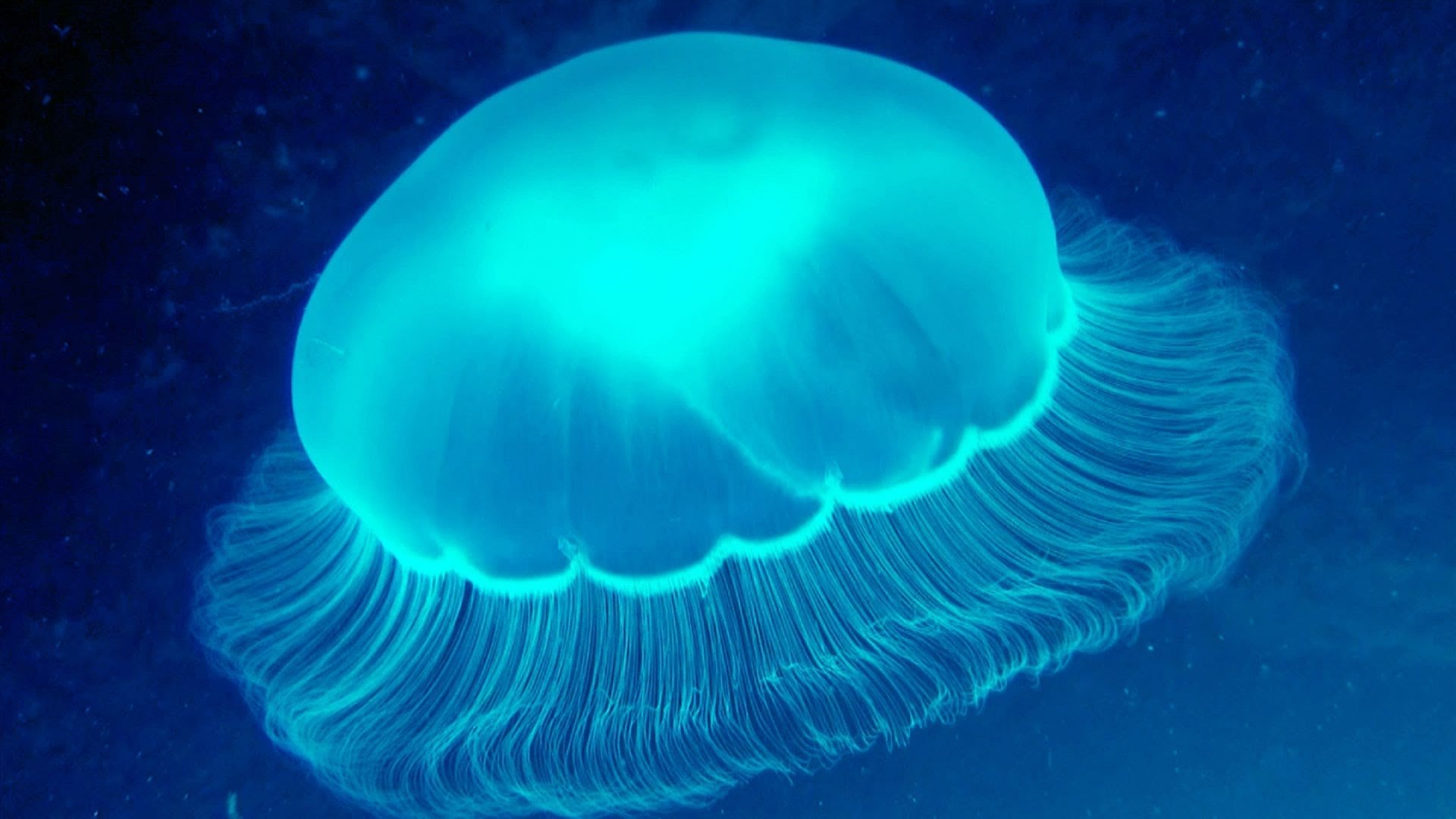 Сцифоидные медузы цианея