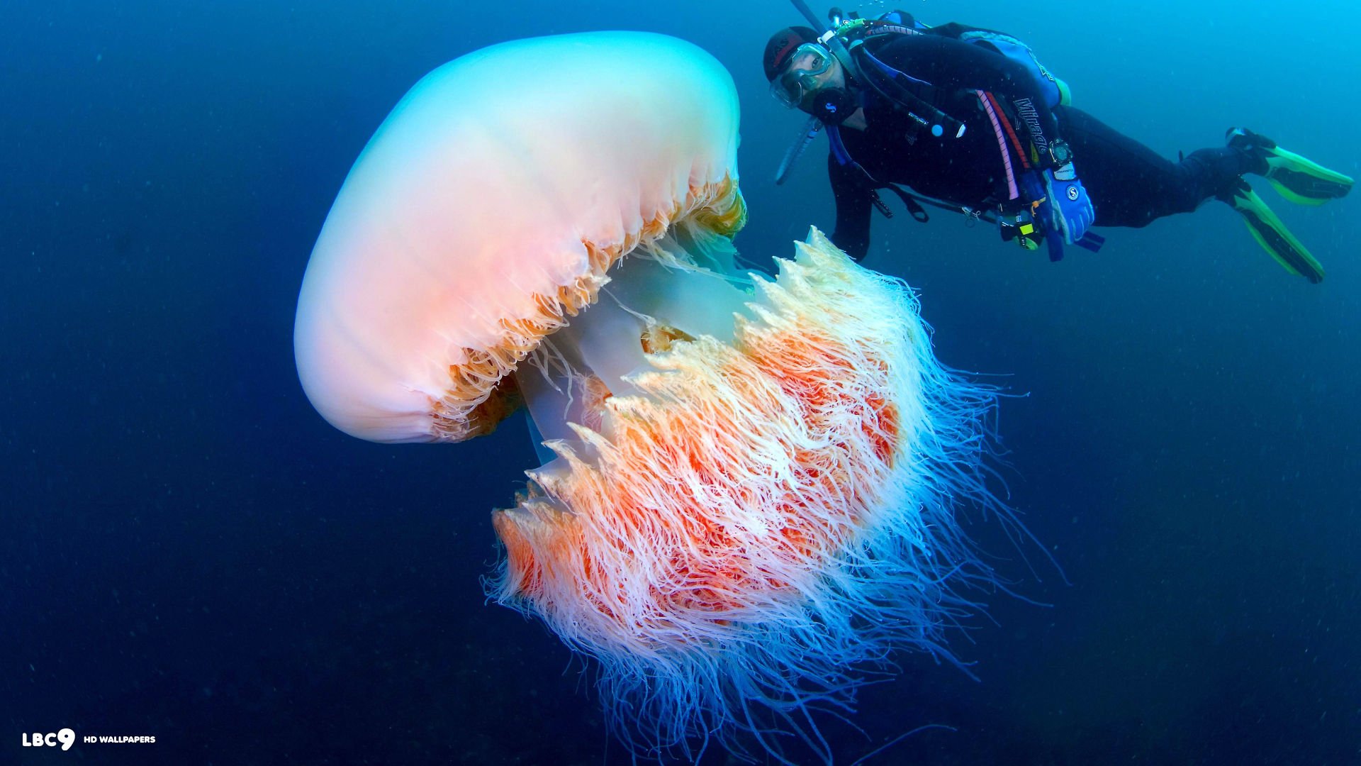 Большая масса океана. Арктическая медуза цианея. Полярная медуза цианея. Медуза цианея гигантская.