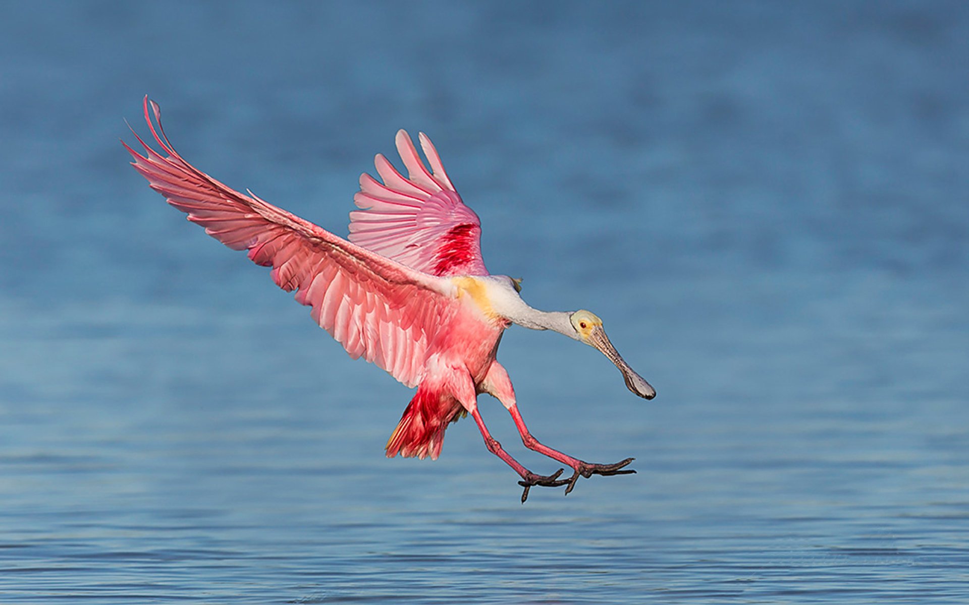  Roseate Spoonbill Landing