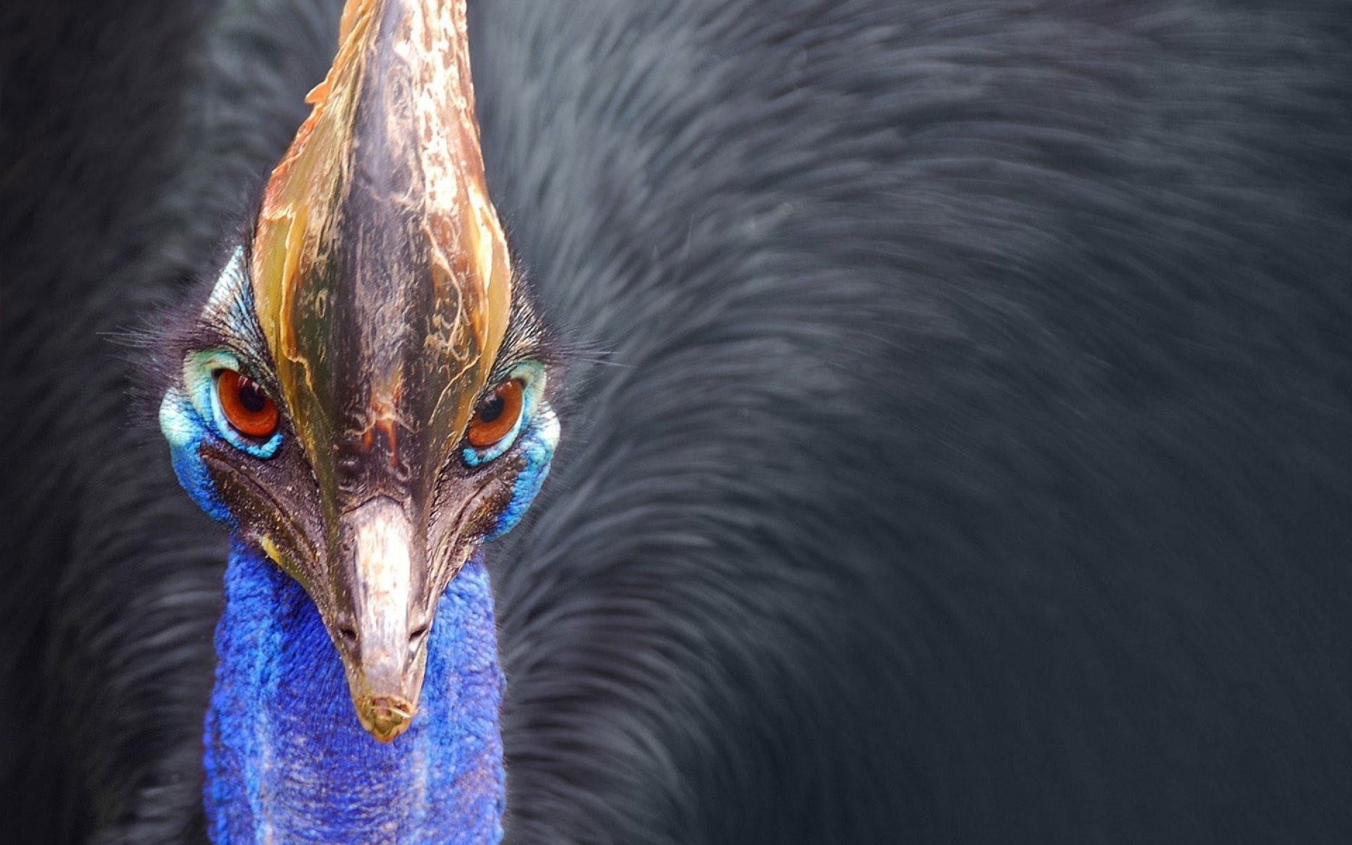 close-up bird Animal cassowary Image