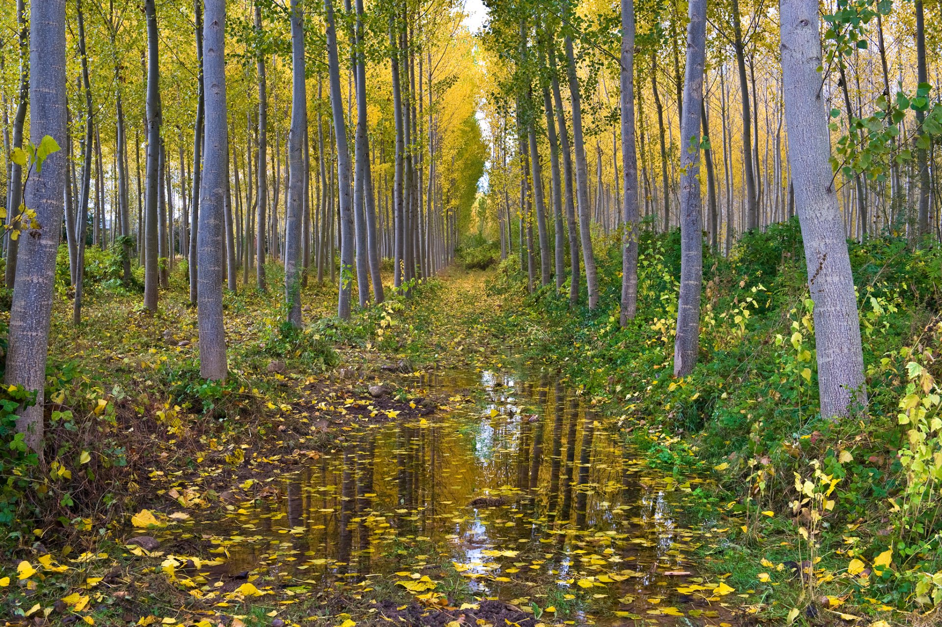  Autumn Birch Forest after Rainstorm