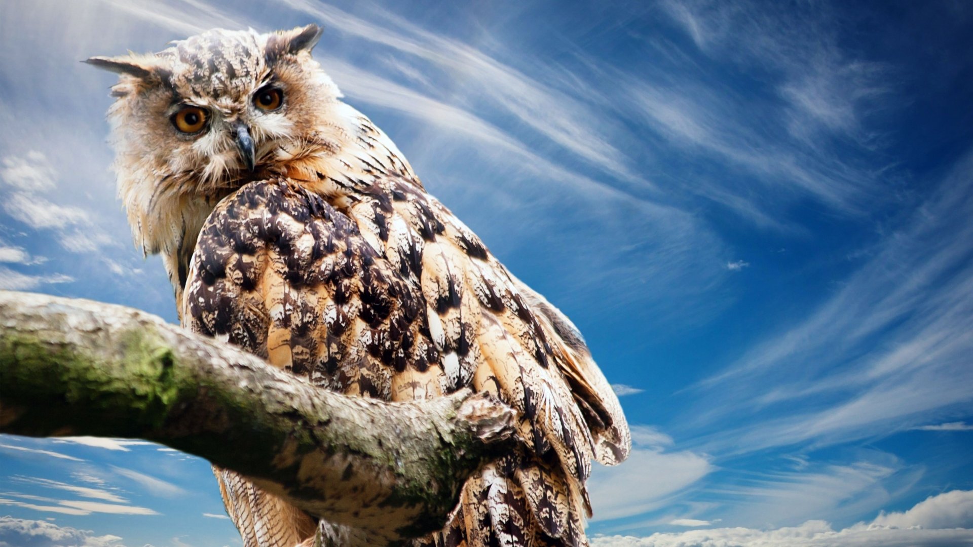 Owl on a Tree Branch Image - ID: 355941 - Image Abyss