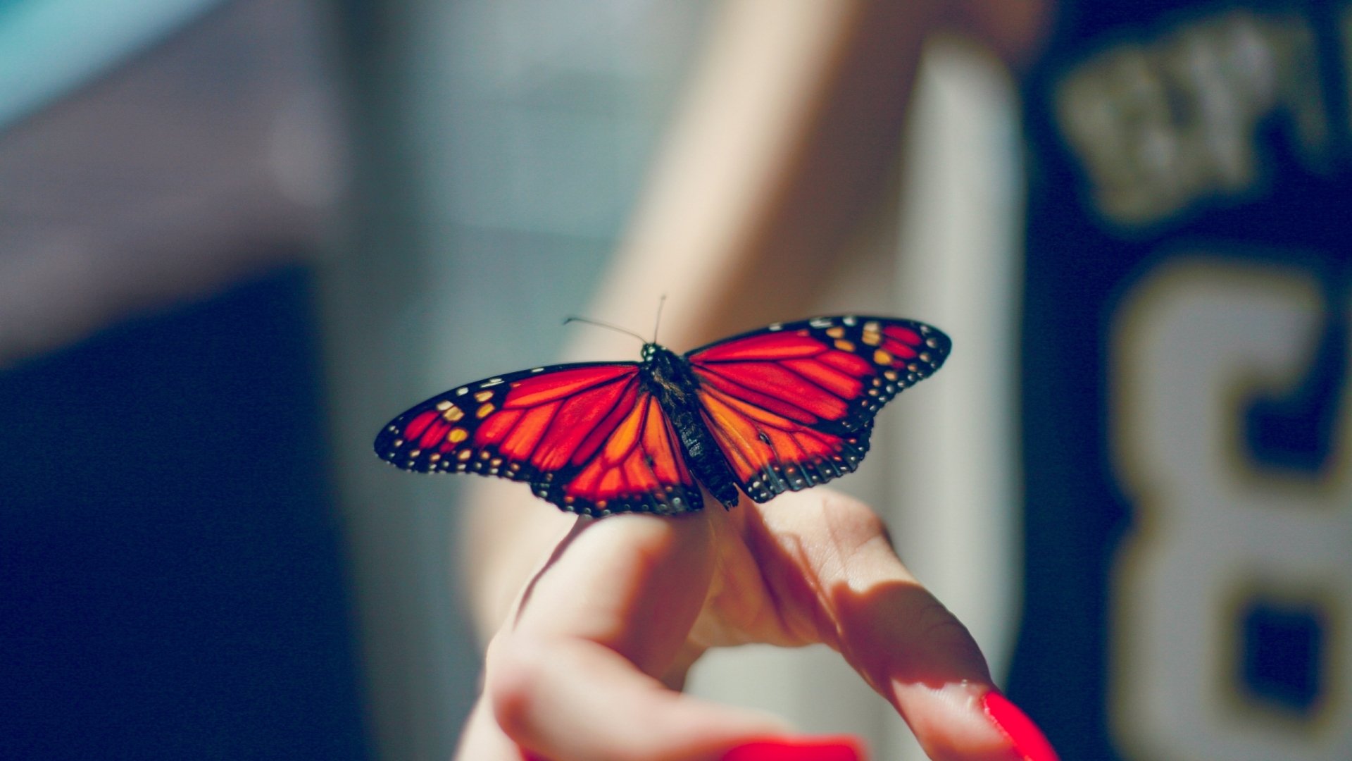  Monarch Butterfly
