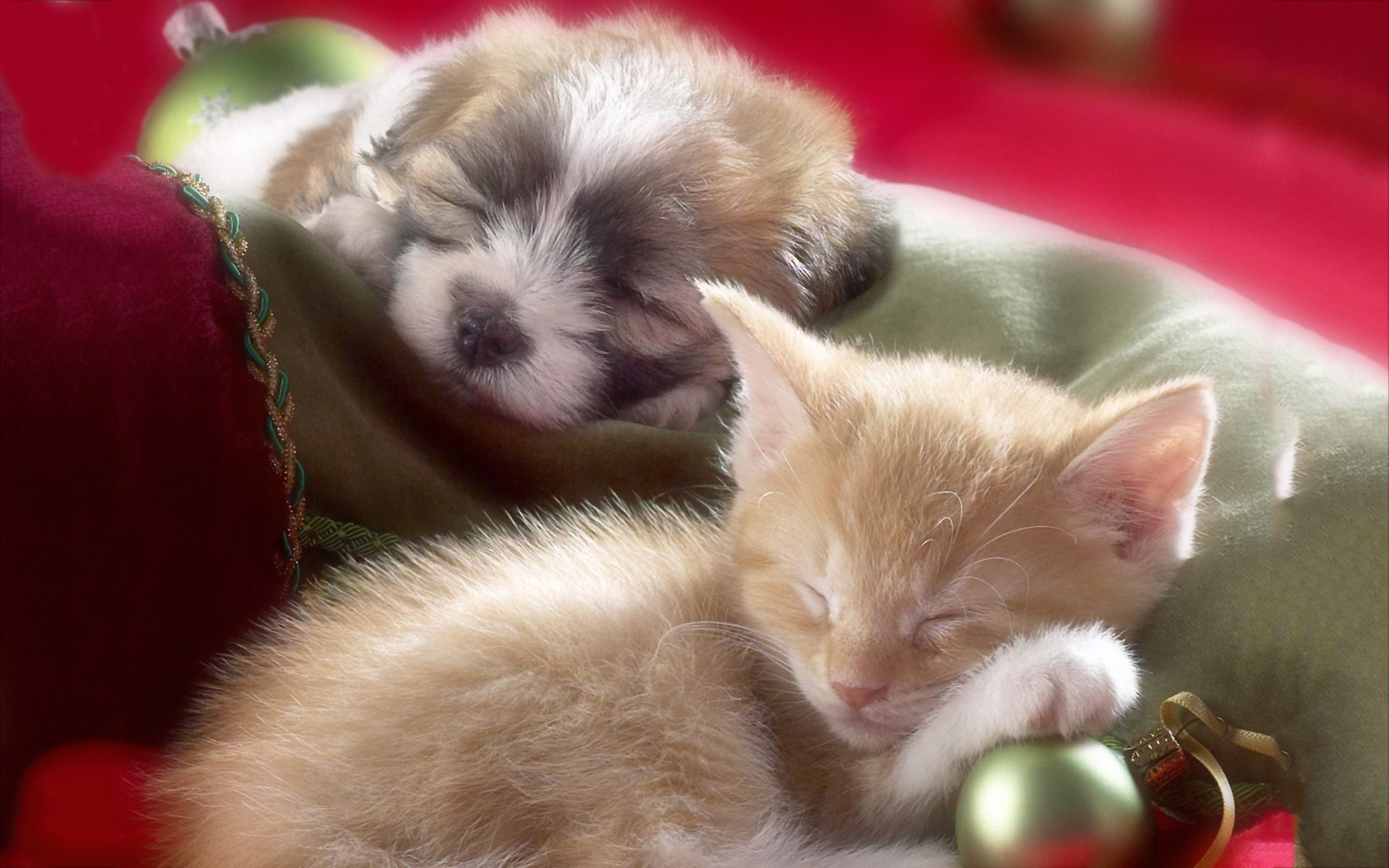  Kitten and Puppy Sleeping under the Christmas Tree
