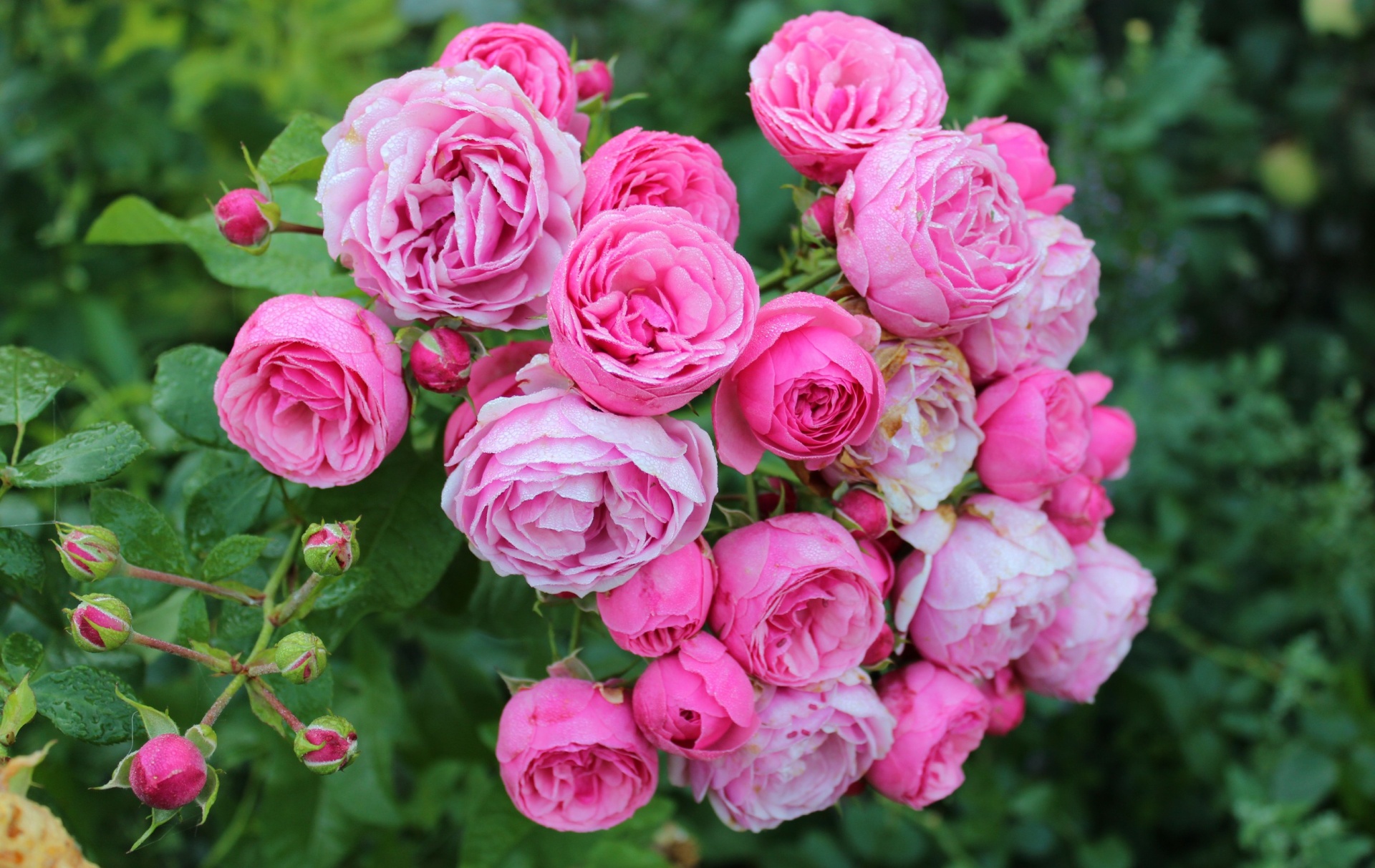 Pink Wild Roses on Rose Bush