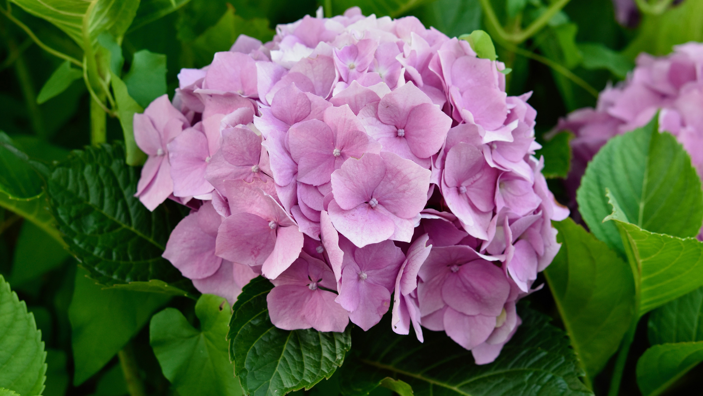 Lavender-Colored Hydrangea - Image Abyss