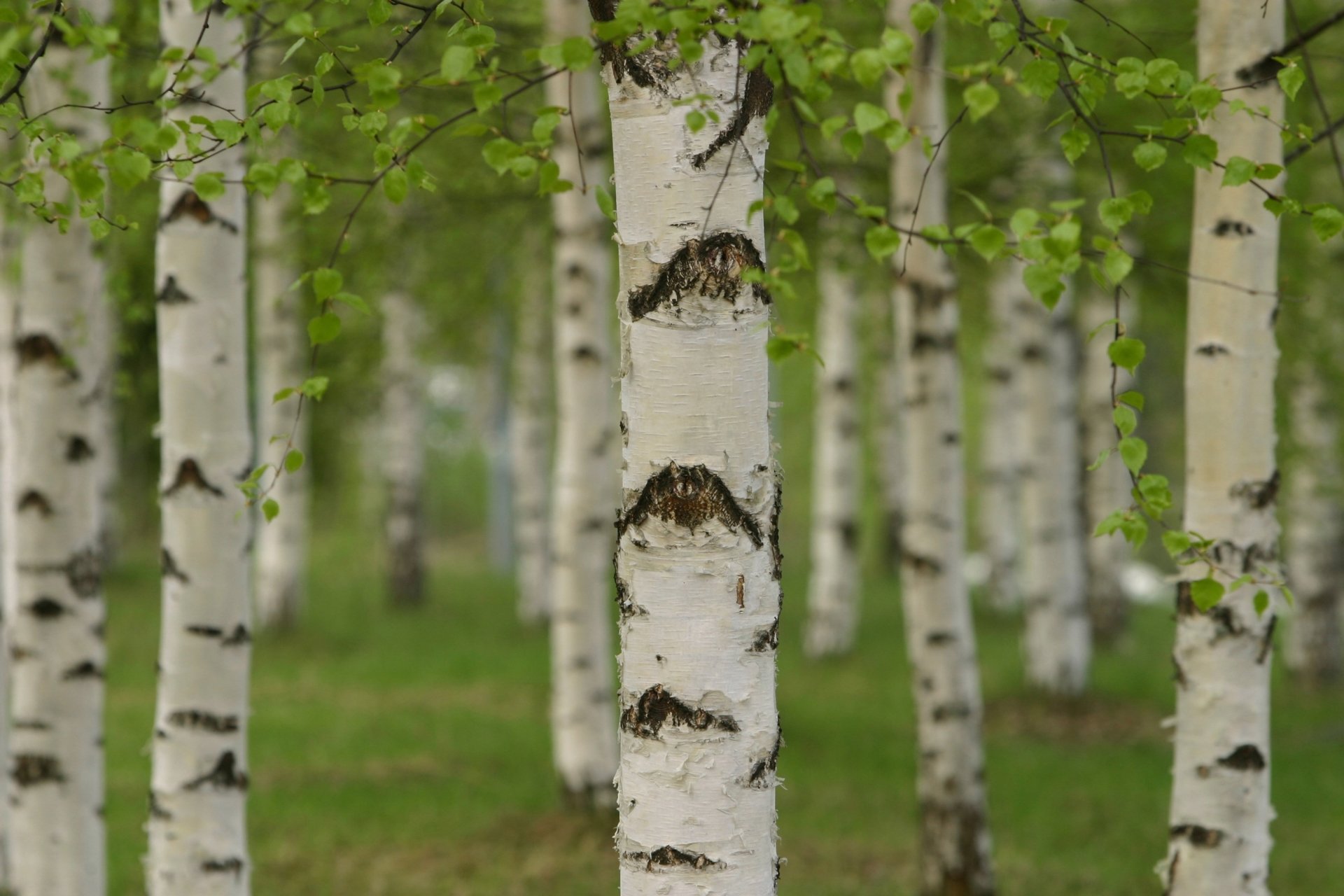  Birch Forest in Spring