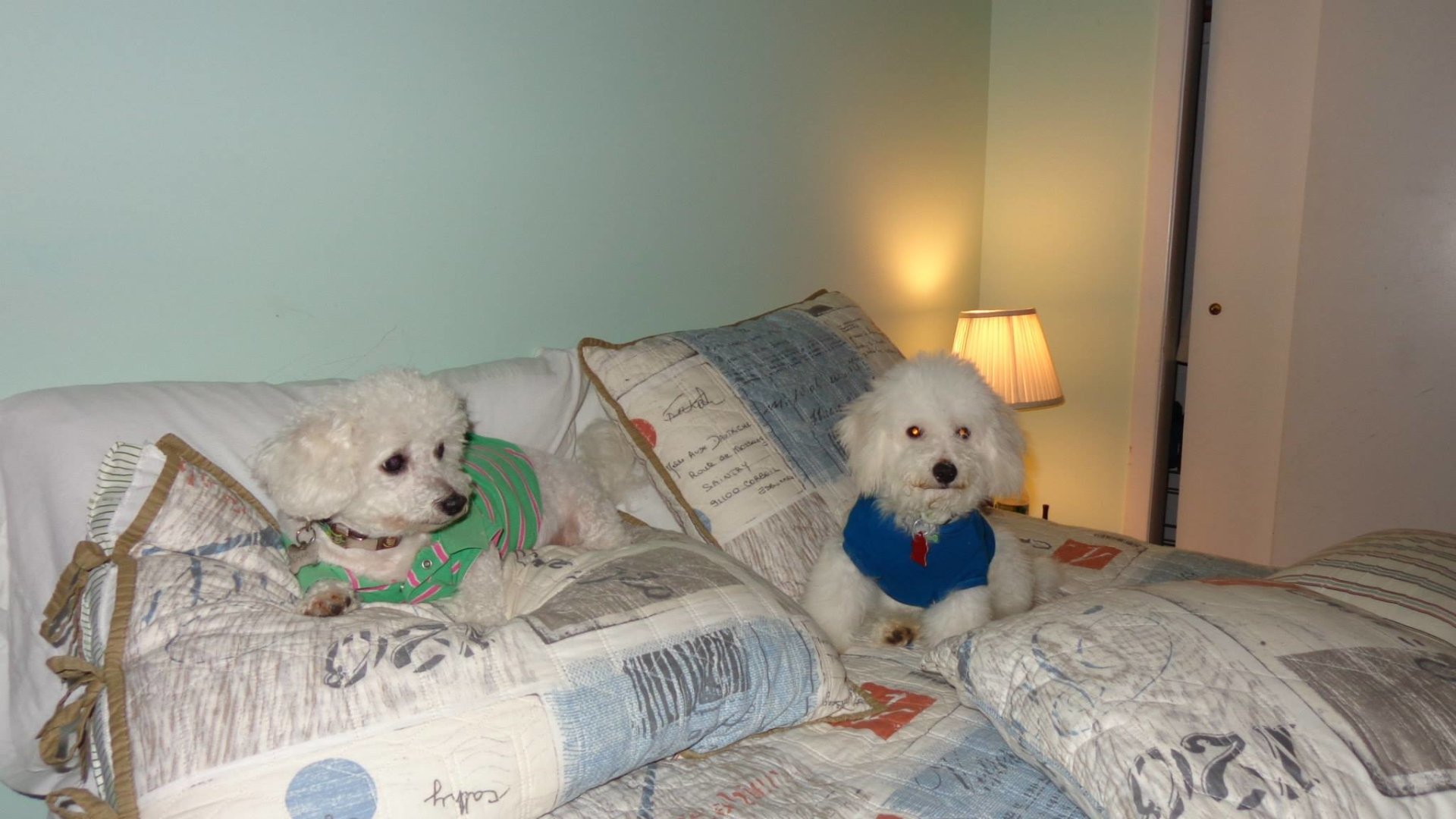 dog pets Bichon Frise Image