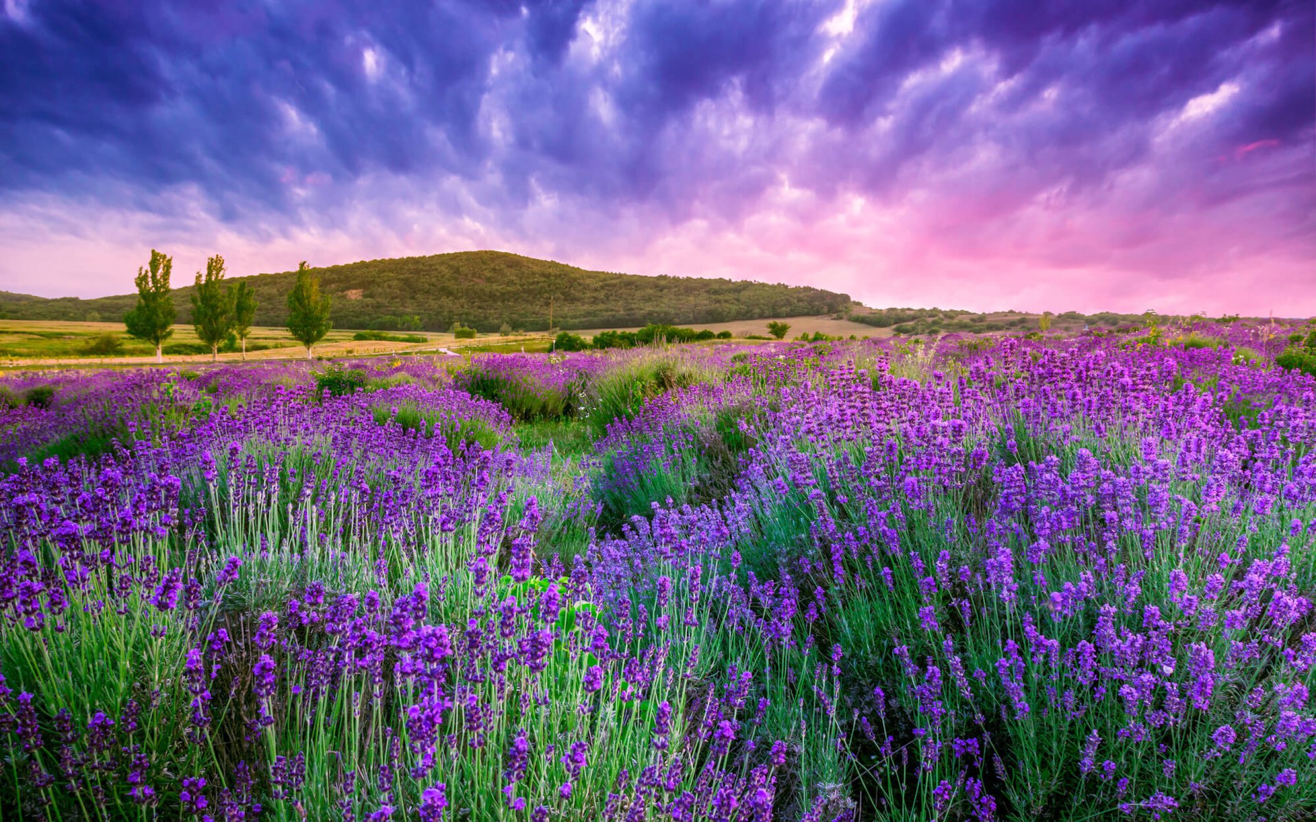 Lavender Field Image - ID: 359535 - Image Abyss