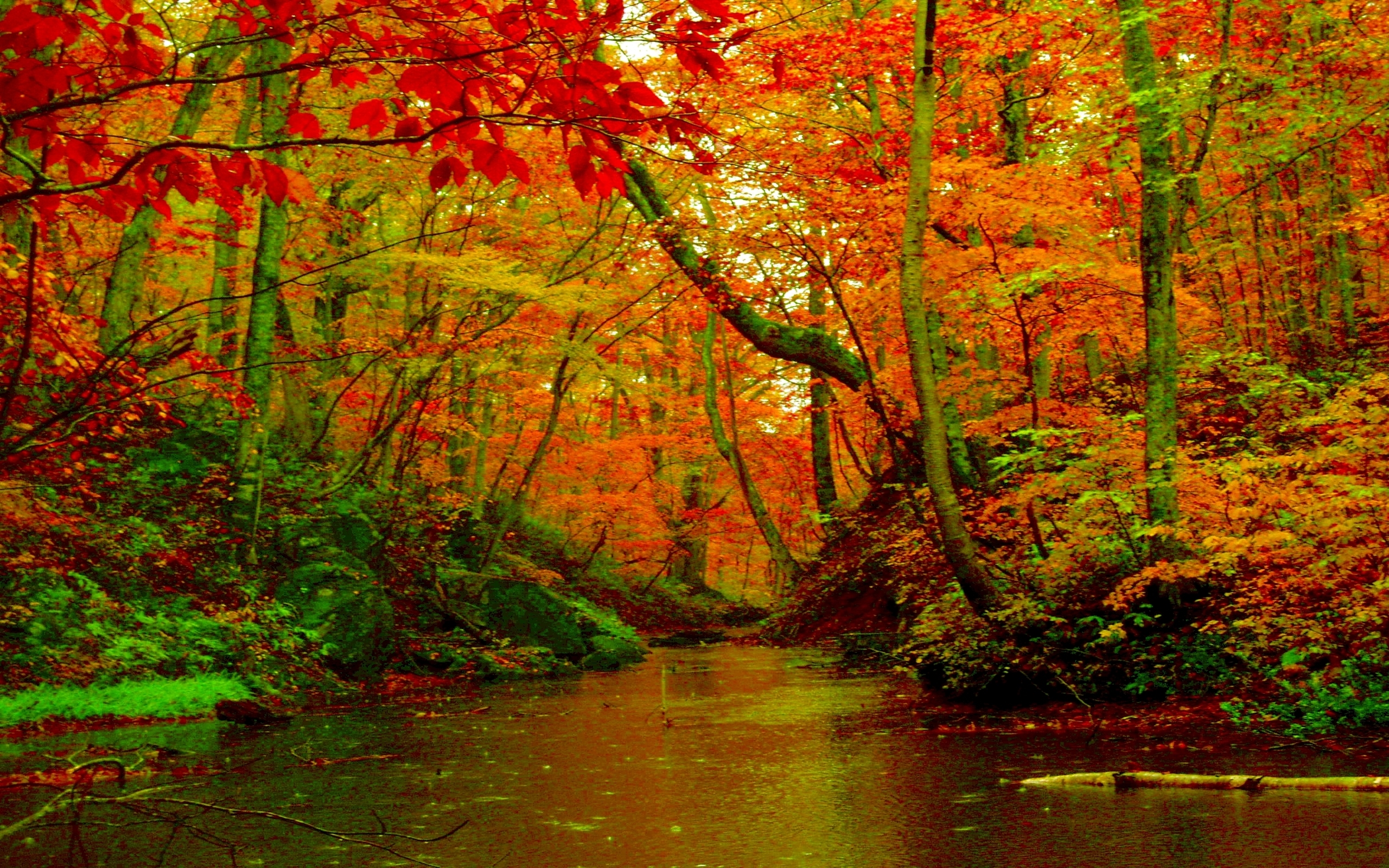 River In Autumn Forest Image Abyss