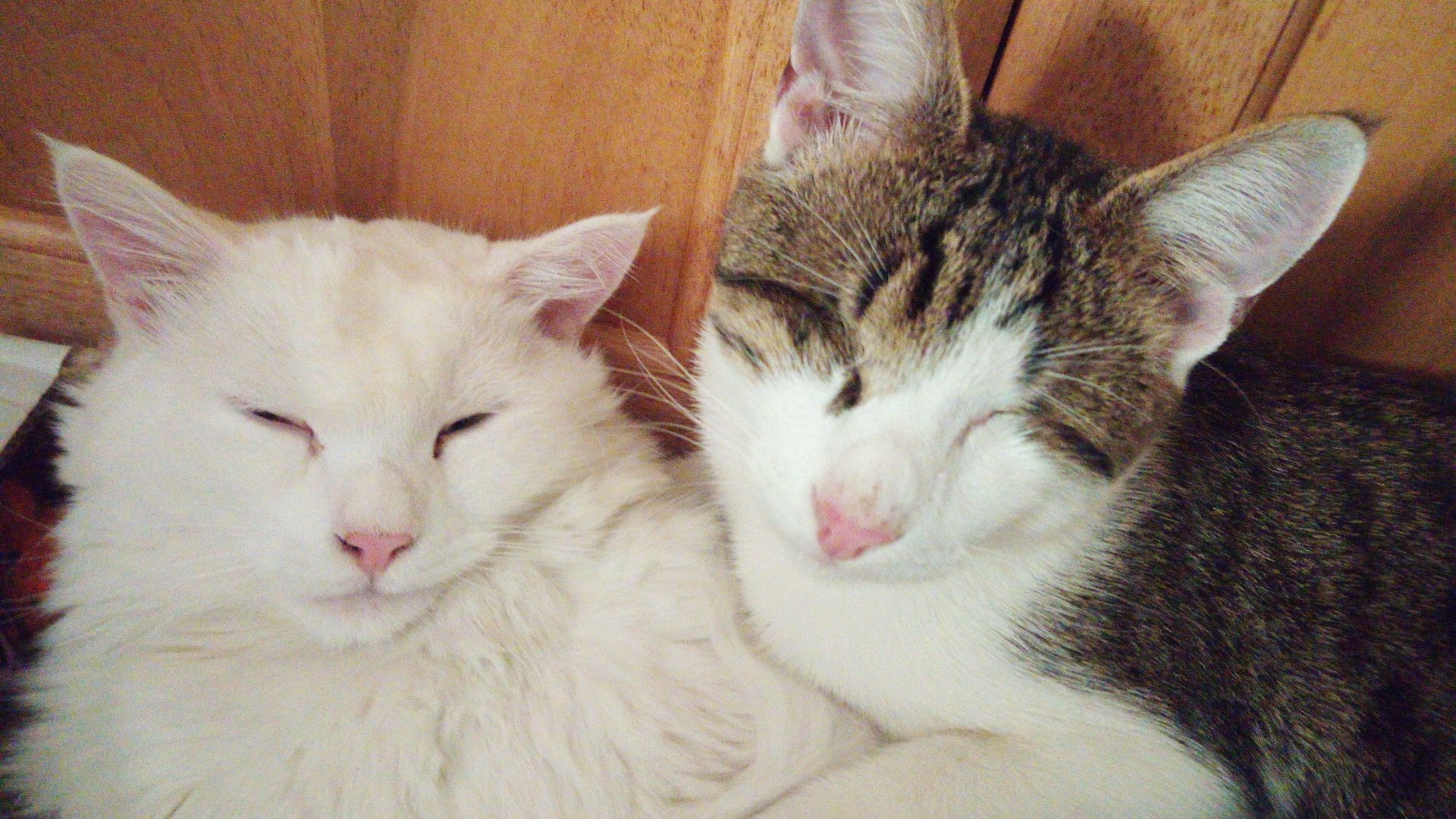 turkish van Animal cat Image