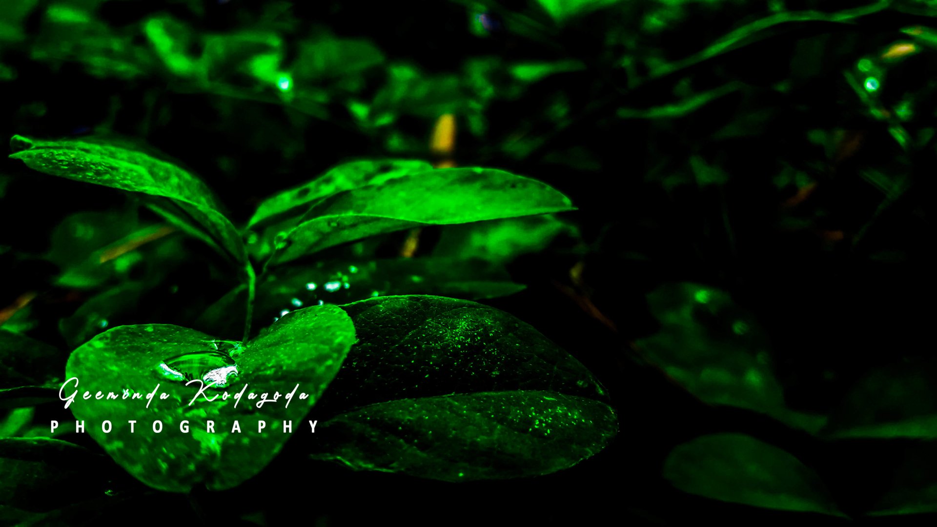 photography nature Image