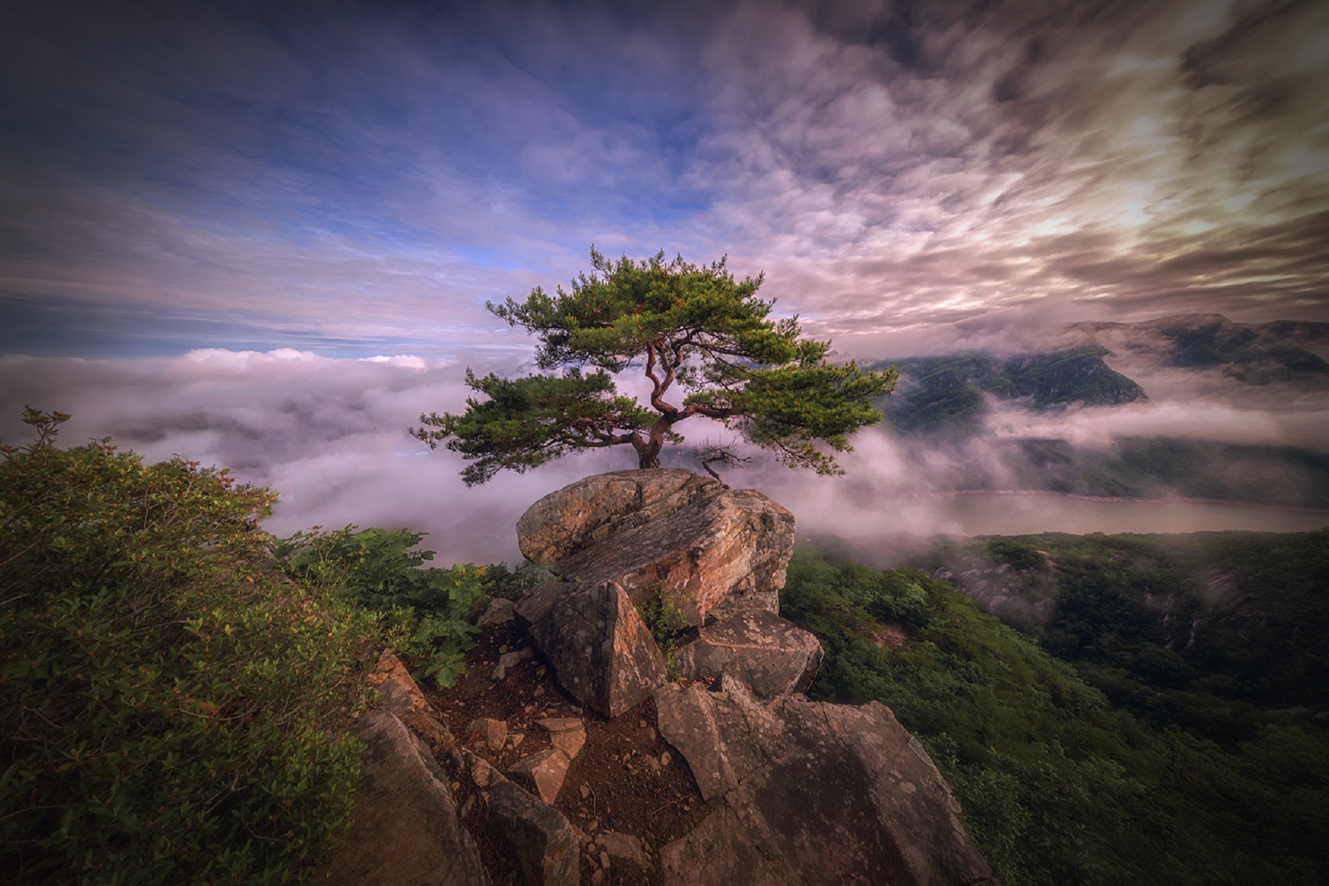 Tree on Mountain.Rock - Image Abyss