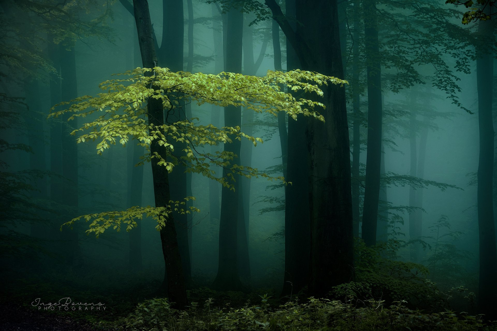  Lone Tree in Dark and Foggy Forest