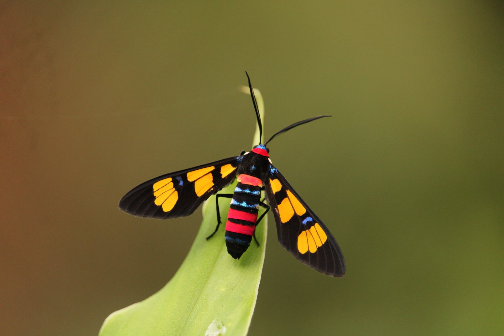 nature colorful moth Image