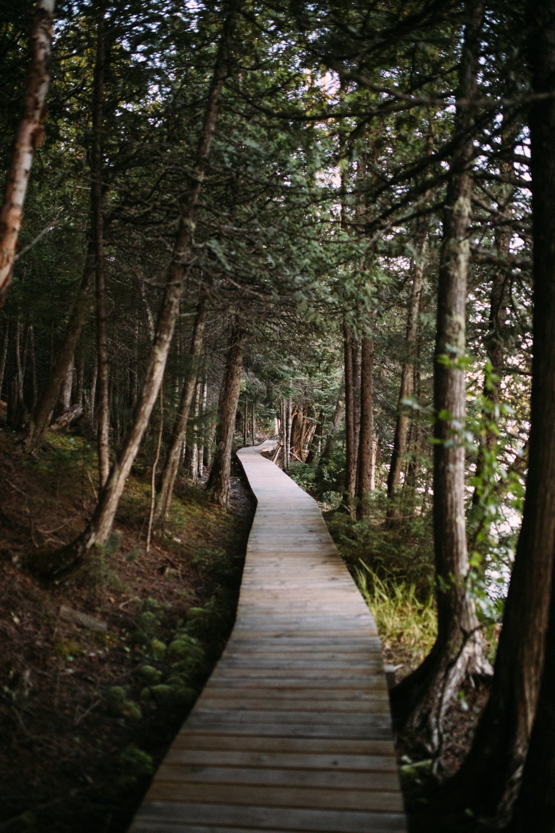 tree forest man made boardwalk Image