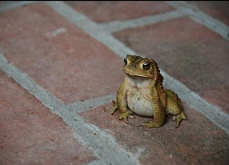 Brown toad on a brick patio, close-up nature shot of the amphibian, also tagged frog and reptile.