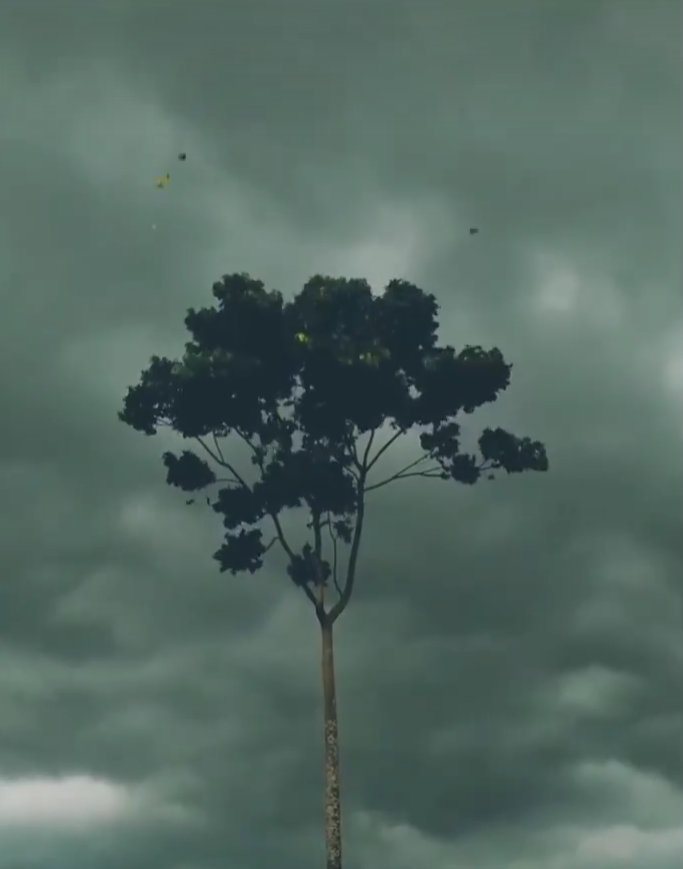  Tree in the wind