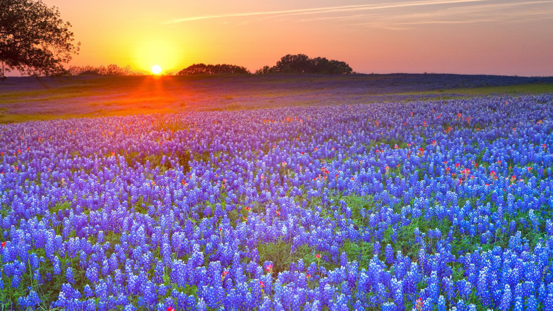 A vibrant field of Texas bluebonnets stretches under a colorful sunset, capturing the beauty of nature in Texas.