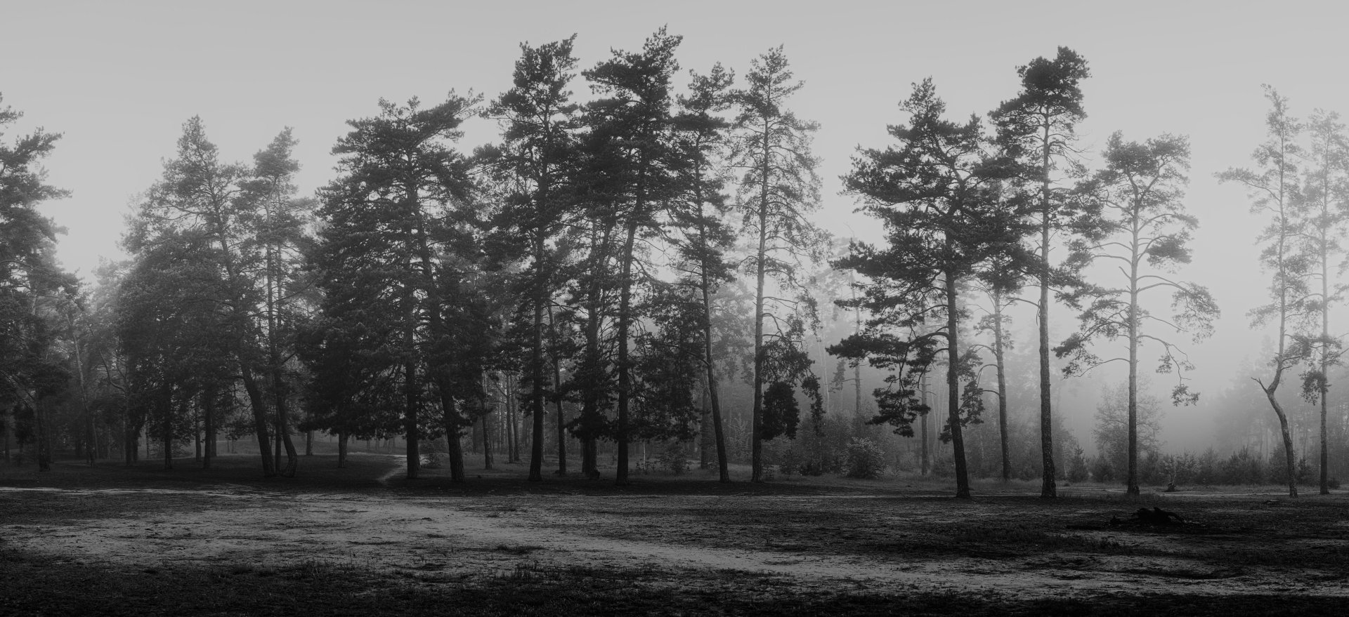 Download Tree Black & White Monochrome Dark Forest Image