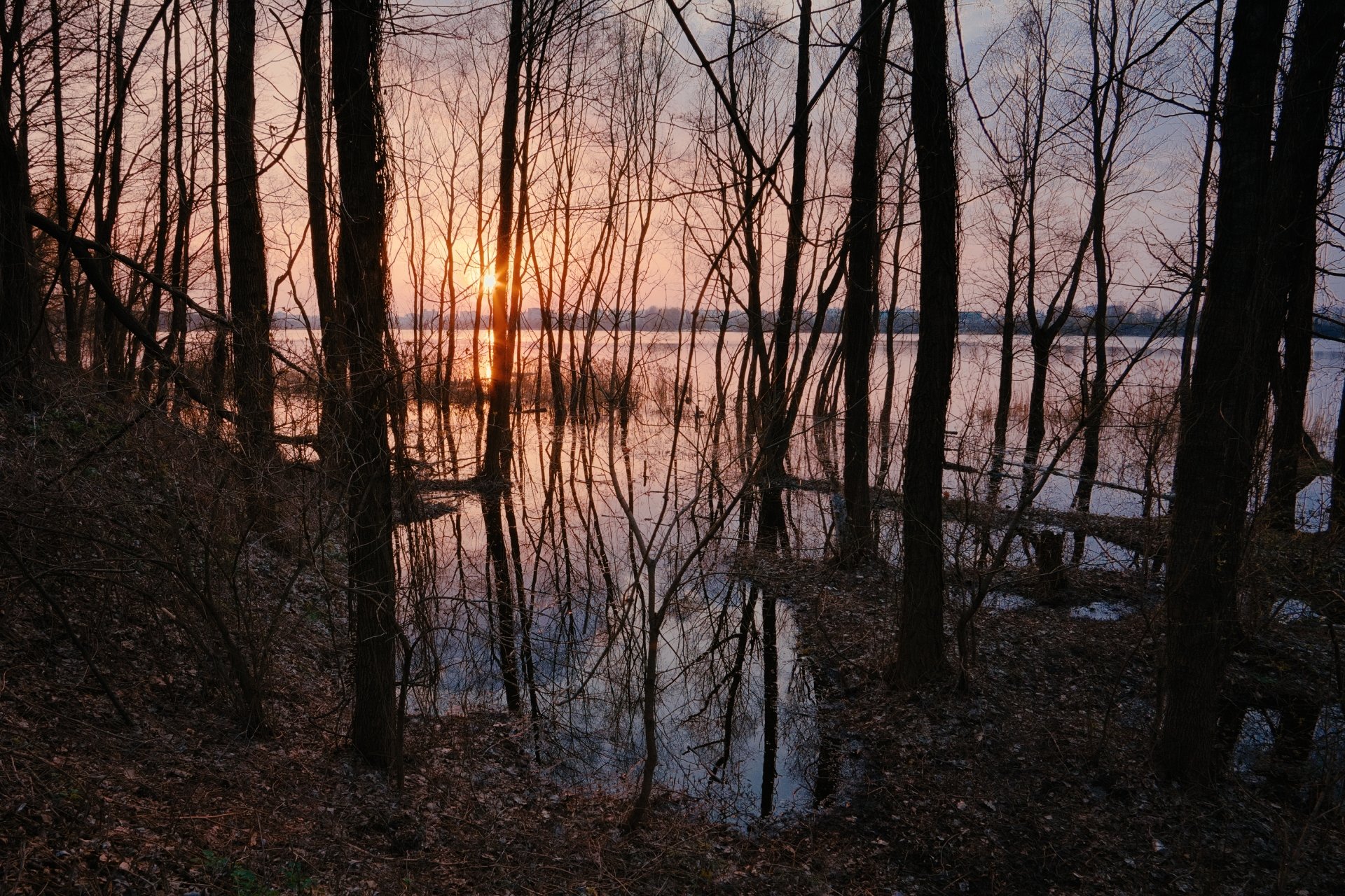  Forest of the reflections by spoilt.exile
