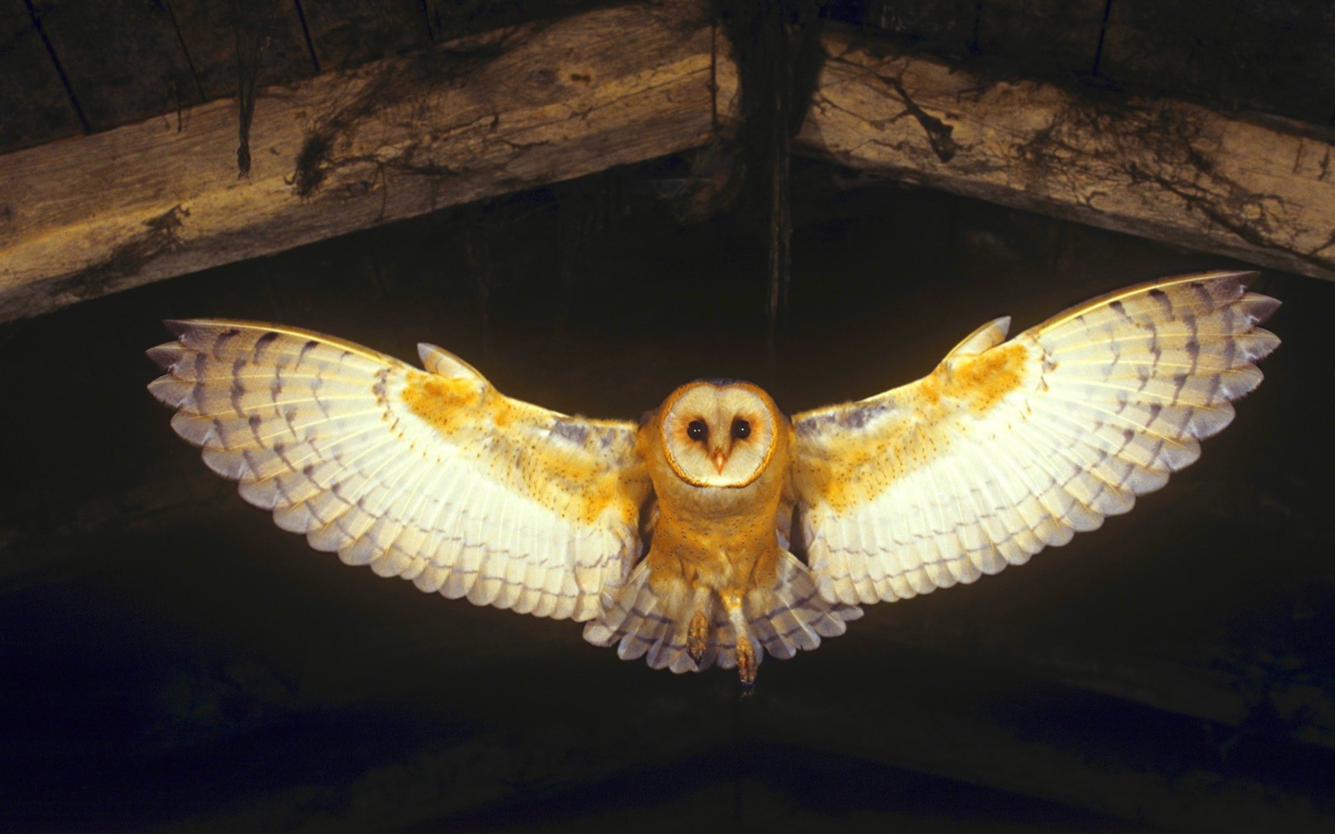 Barn owl Picture