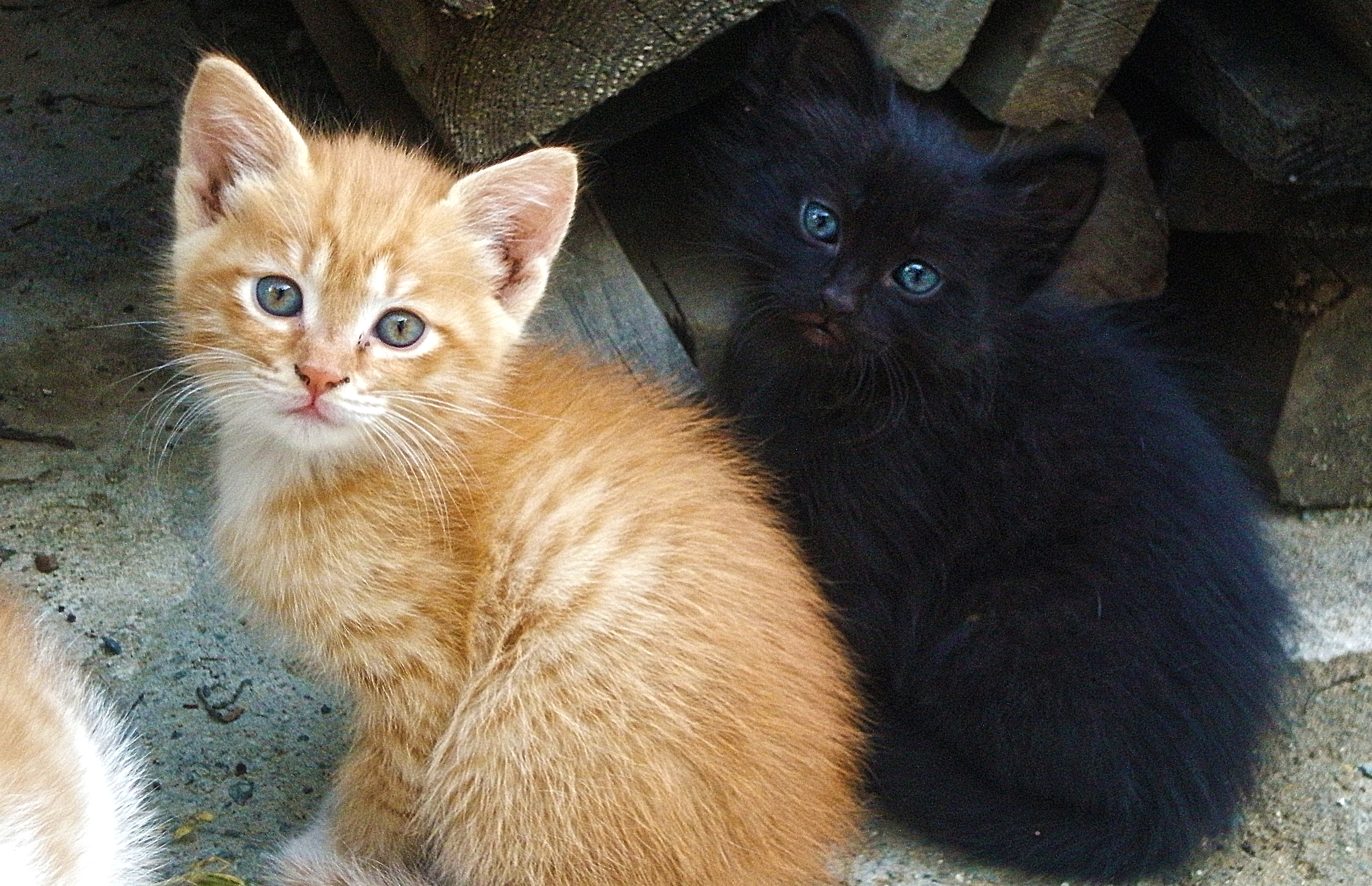 Черный и рыжий коты