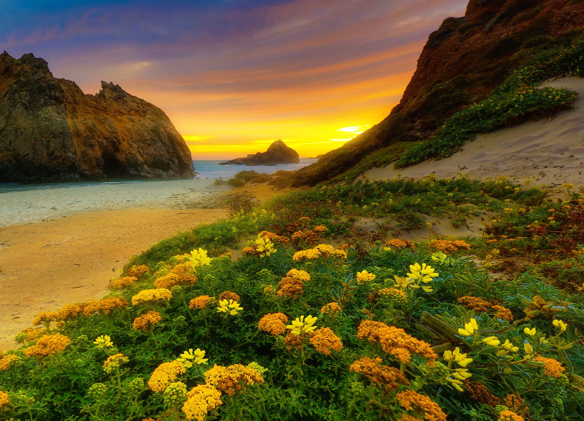Flowers on California Beach Image ID 364886 Image Abyss