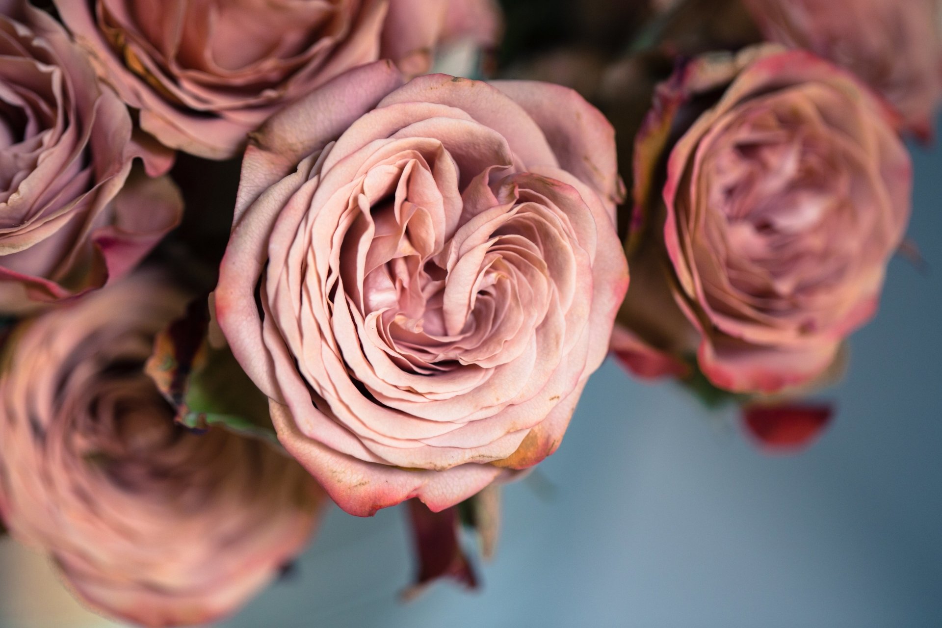 pink rose nature rose Image