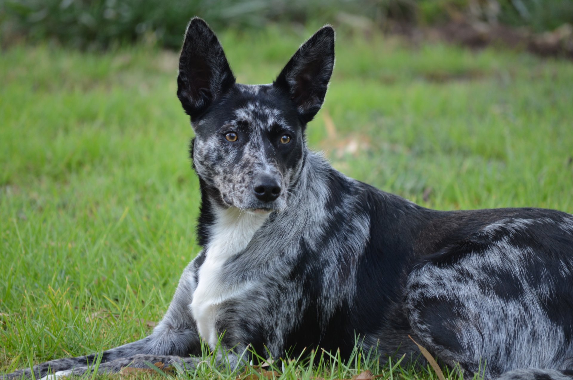 Australian Koolie Image - ID: 365049 - Image Abyss