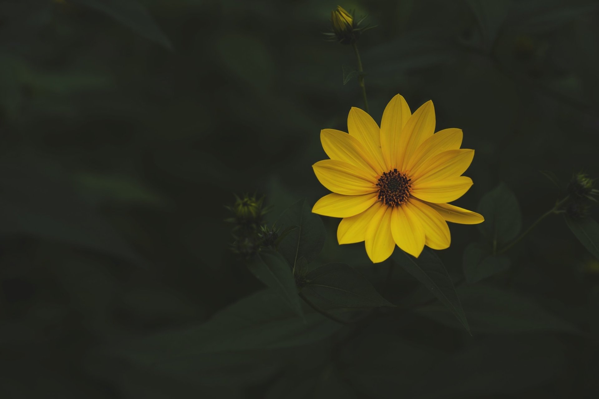  Perfect Yellow Flower by Samantha Hurley