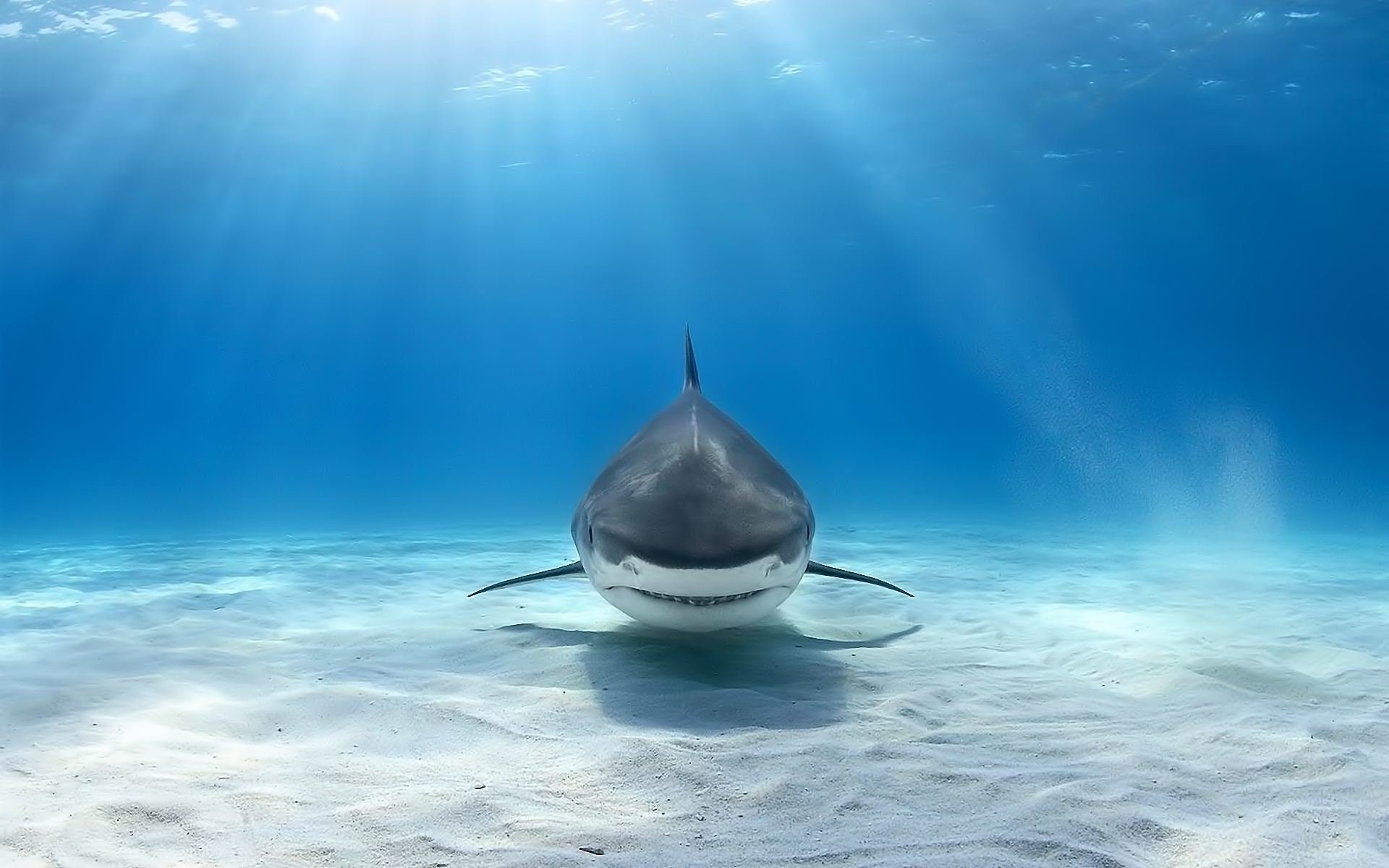 Animal great white shark Image