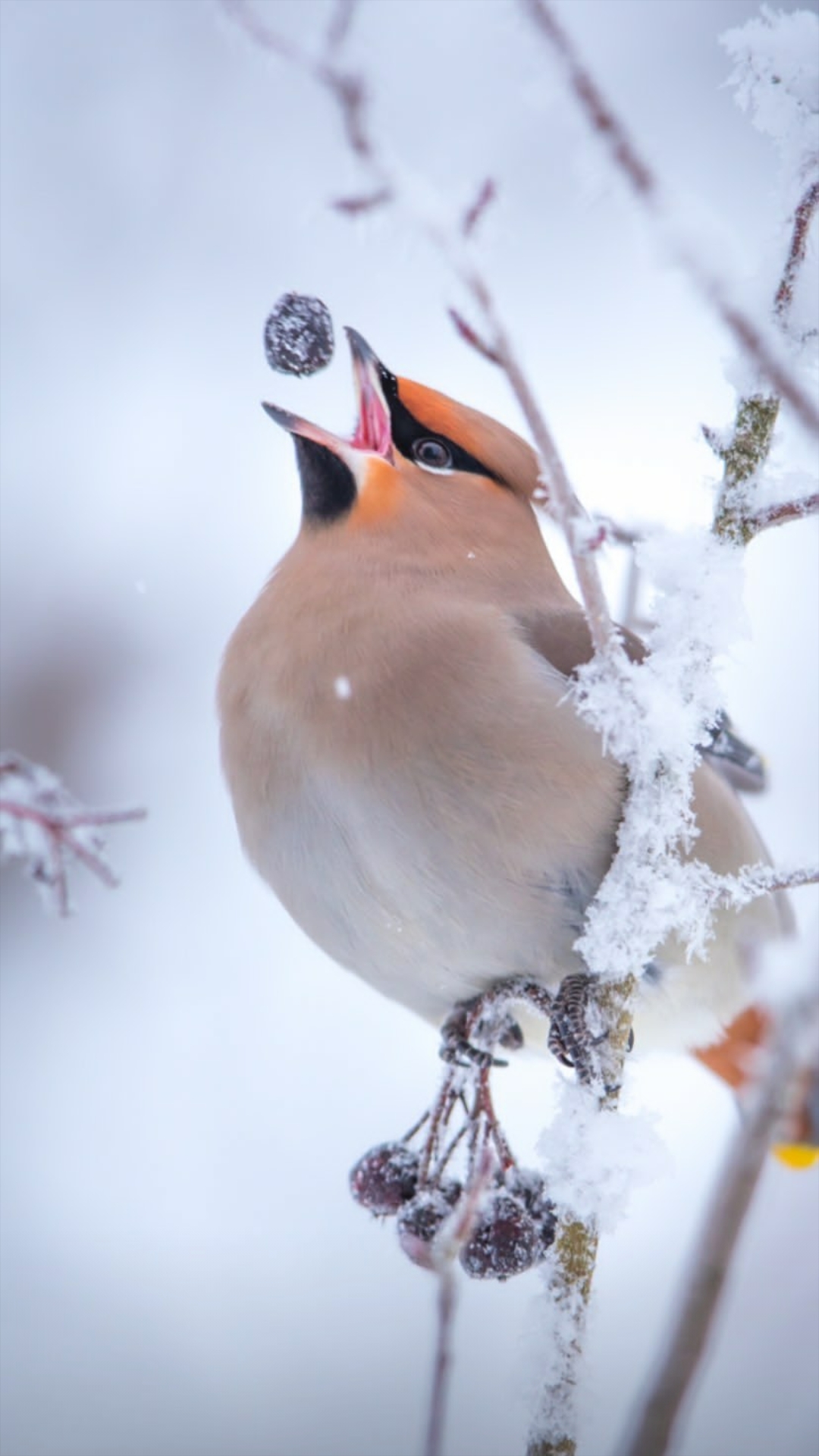 Waxwing Picture