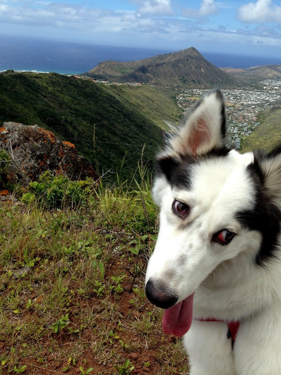 A playful dog stands on a grassy hillside, overlooking a scenic landscape of mountains and the ocean in the background.