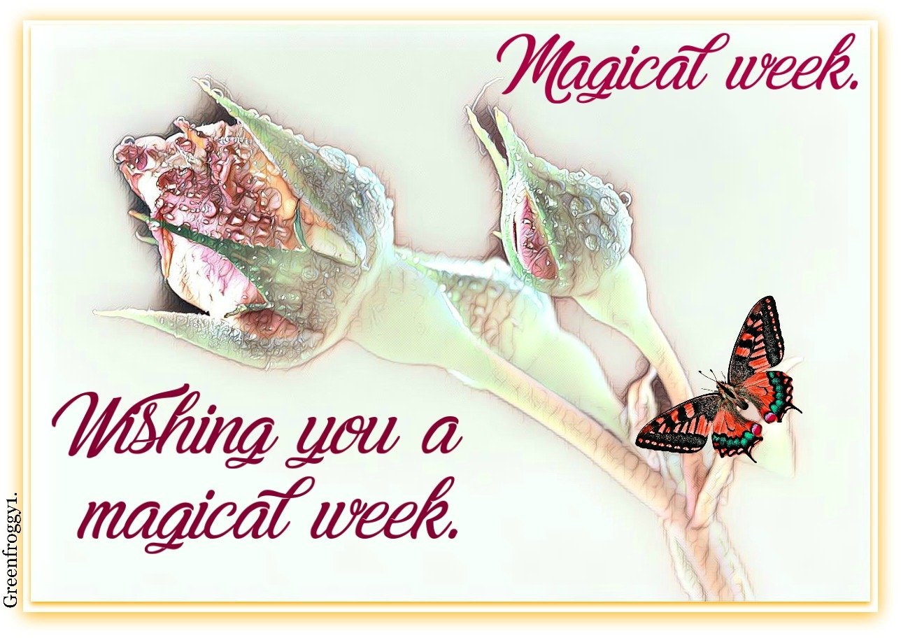 MAGICAL WEEK by GREENFROGGY1