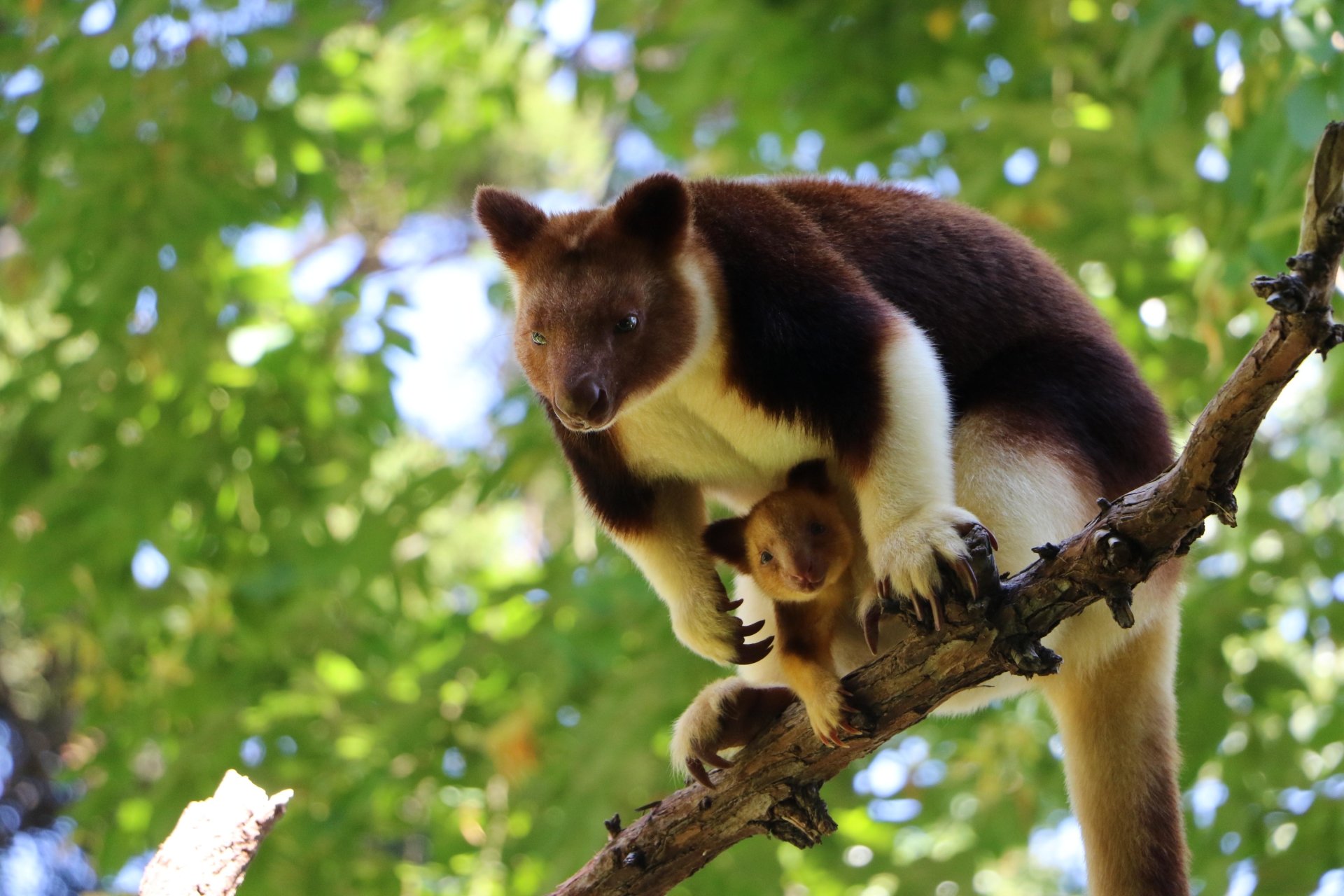download free planet zoo animal