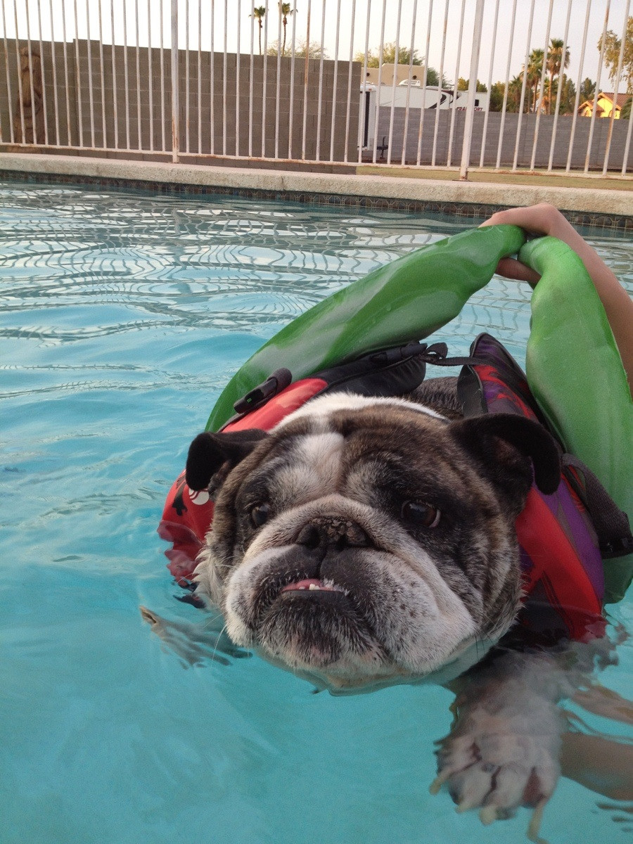 Bulldog Swimming With Life Jacket Image Abyss