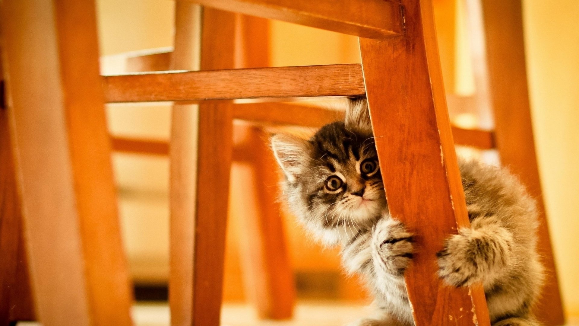 kitten on kitchen table