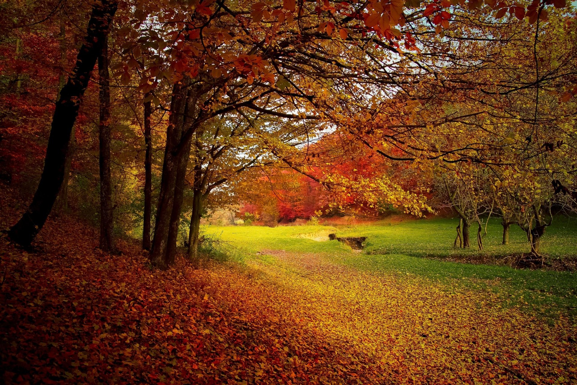 landscape nature forest fall Image