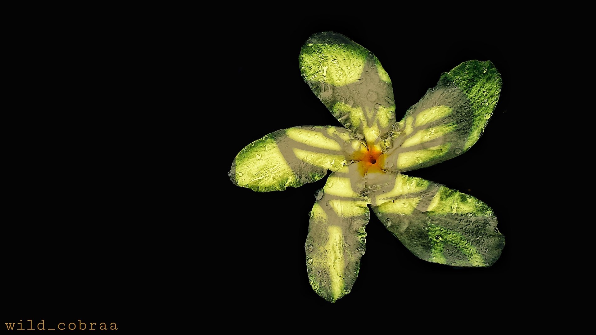  Wild_cobraa flower