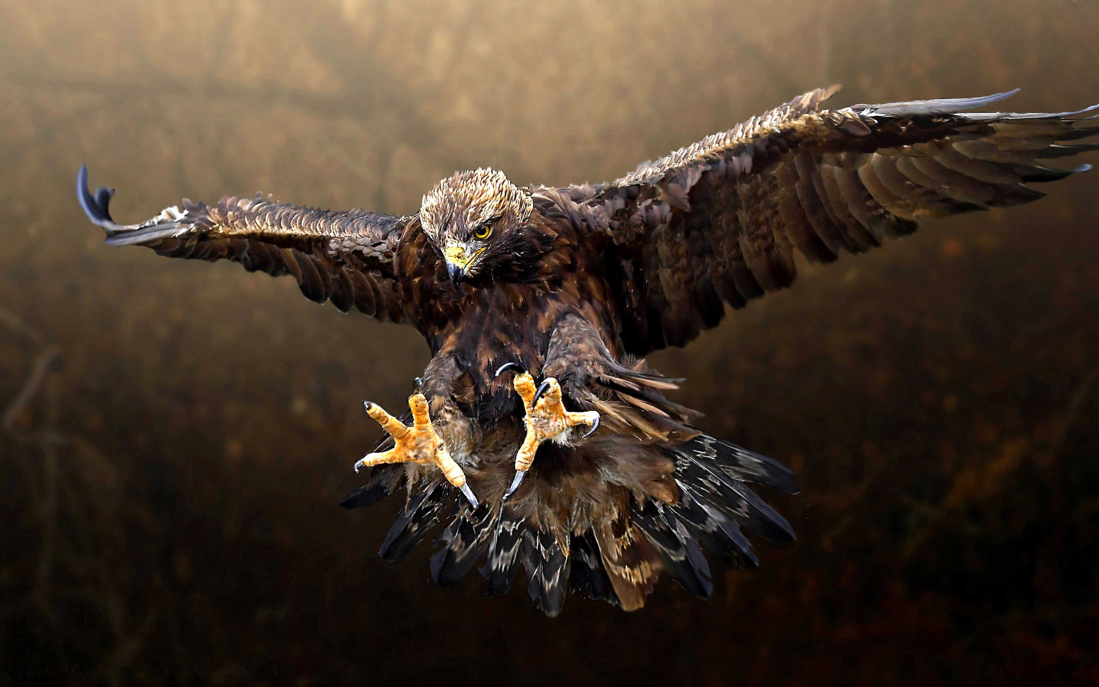 Golden Eagle about to land