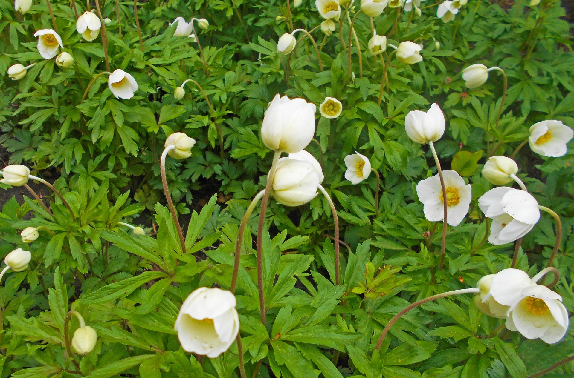 nature anemone Image