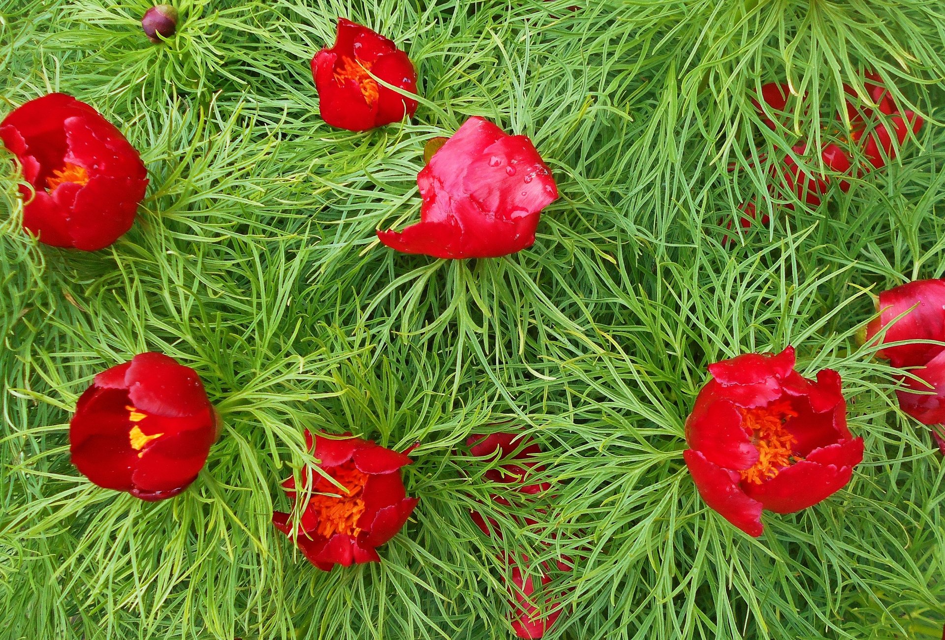 nature peony Image
